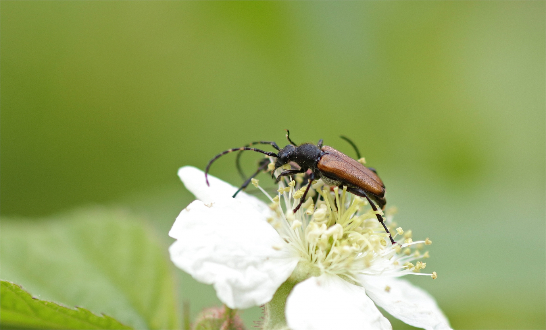 Rhoen-Fleckenhörniger Halsbock (Paracorymbia maculicornis)_1060_1