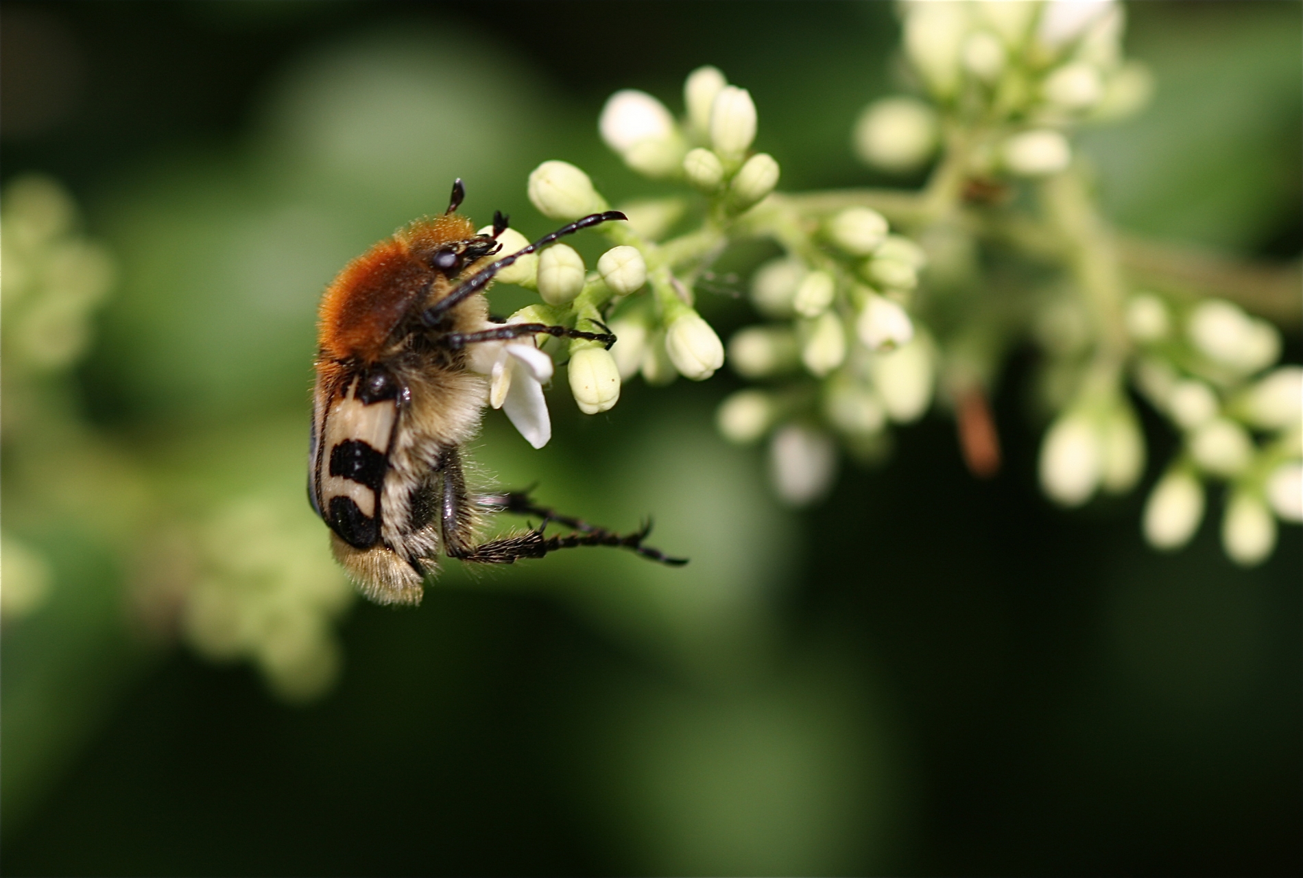 Rhoen-Gebänderter Pinselkäfer (Trichius fasciatus)_3462.jpg_1