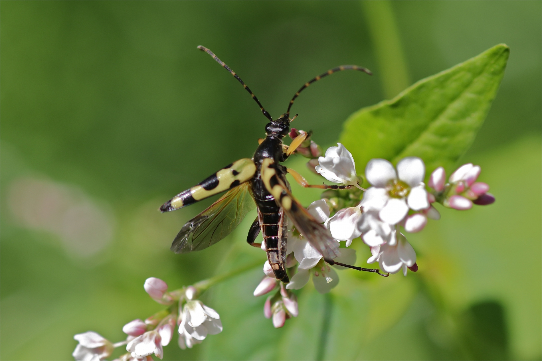 Rhoen-Gefleckter Schmalbock Leptura maculata 2284_1