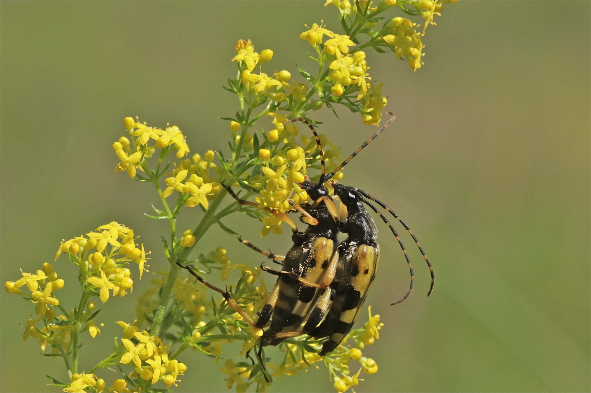 Rhoen-Gefleckter Schmalbock (Leptura maculata)_8142_1