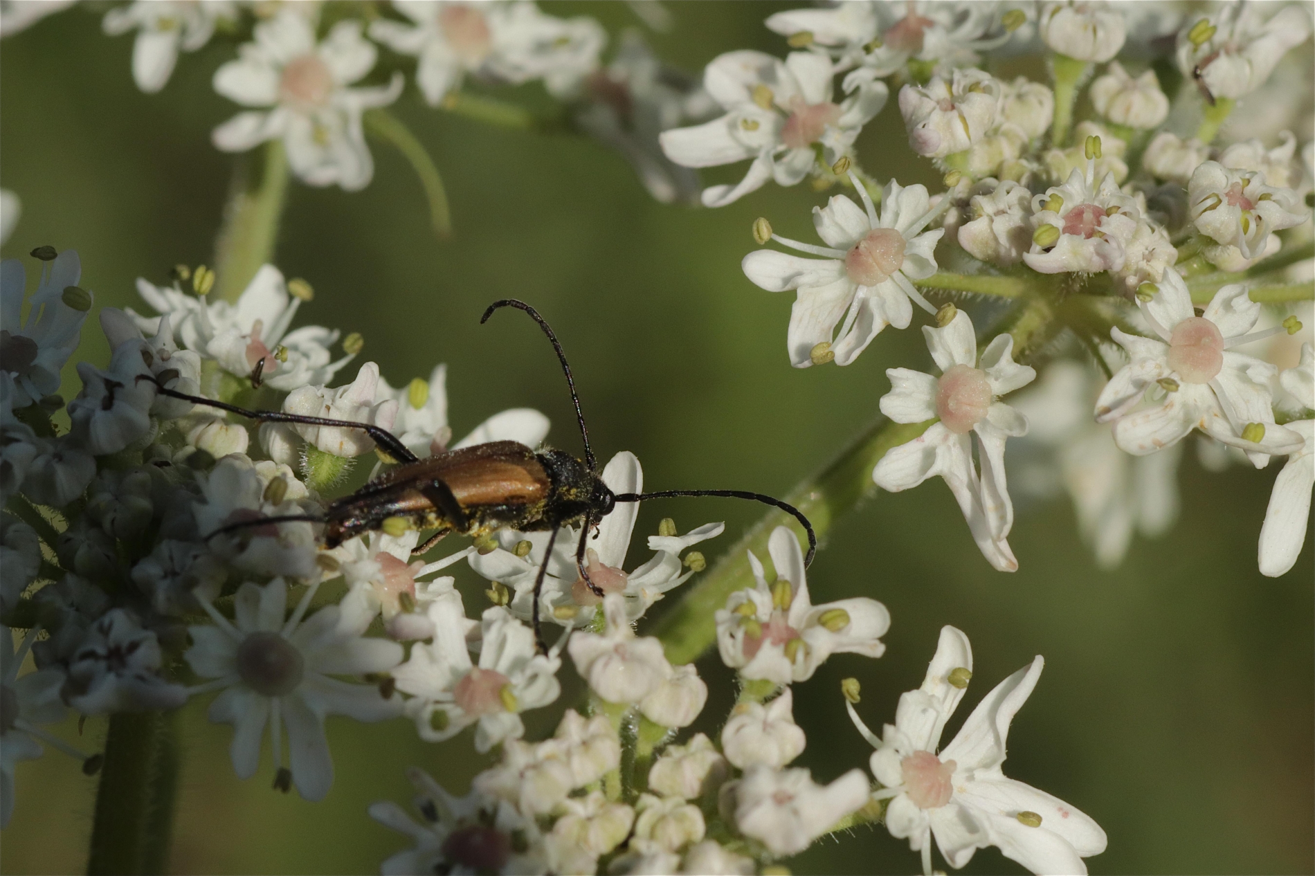 Rhoen-Gemeiner Bienenkäfer (Trichodes apiarius) 7402_1