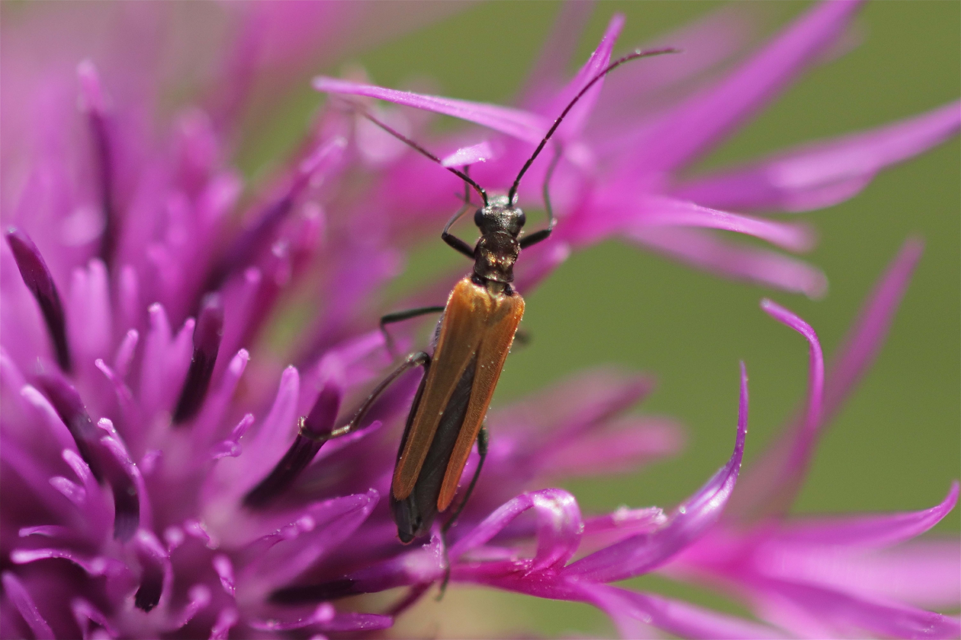 Rhoen-Gemeiner Scheinbockkäfer (Oedemera femorata) 4188_1