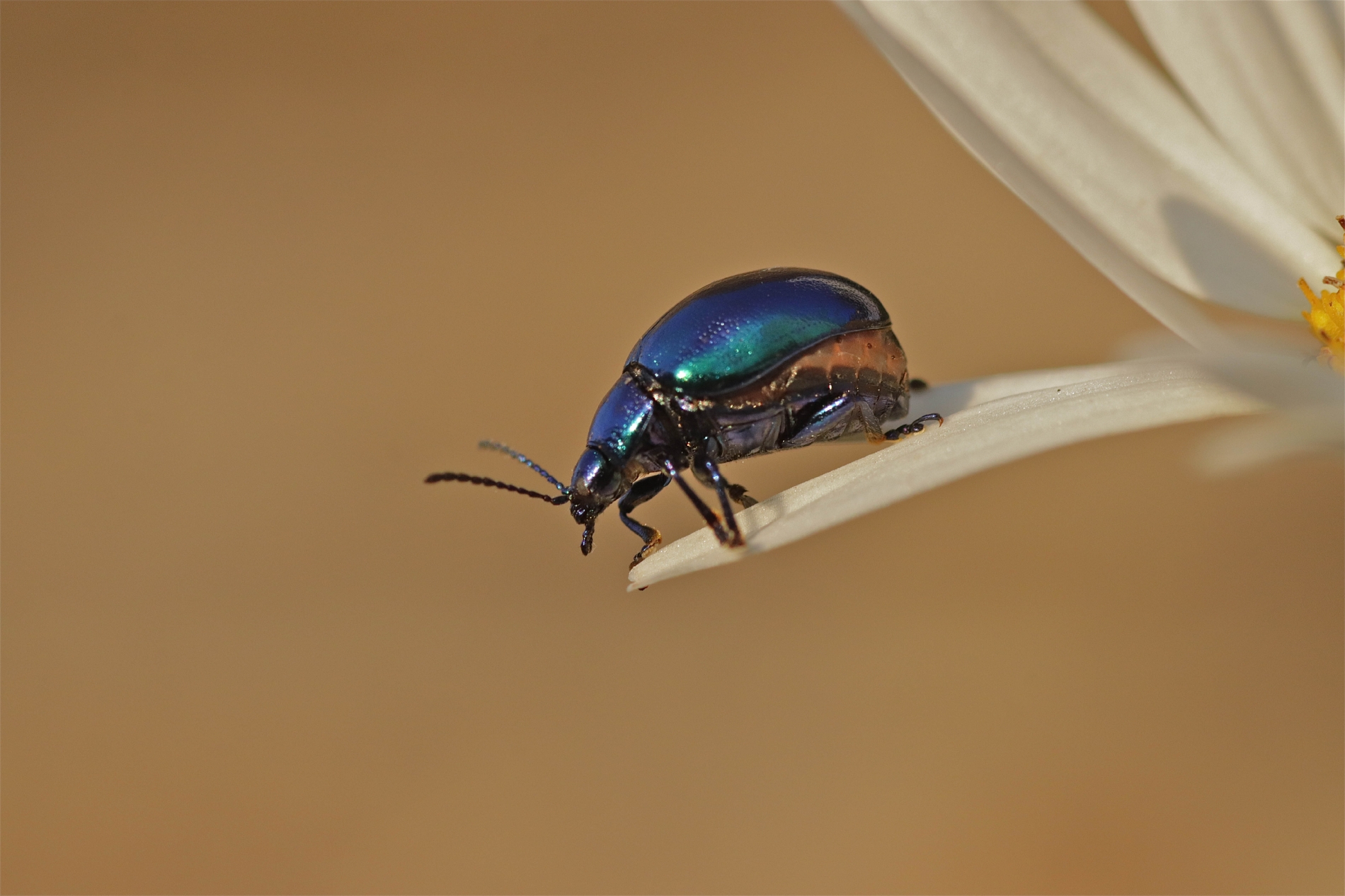 Rhoen-Himmelblaue Blattkäfer (Chrysolina coerulans)_4866_1