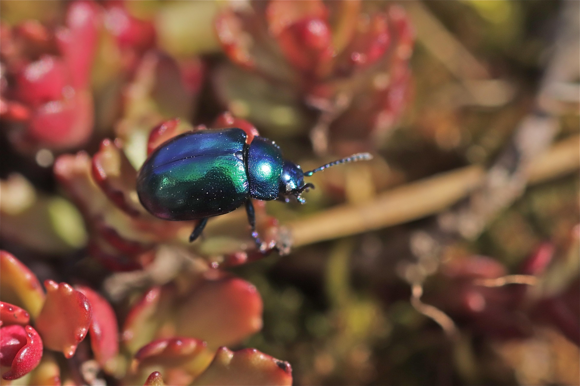 Rhoen-Himmelblauer Blattkäfer (Chrysolina coerulans)_4255_1