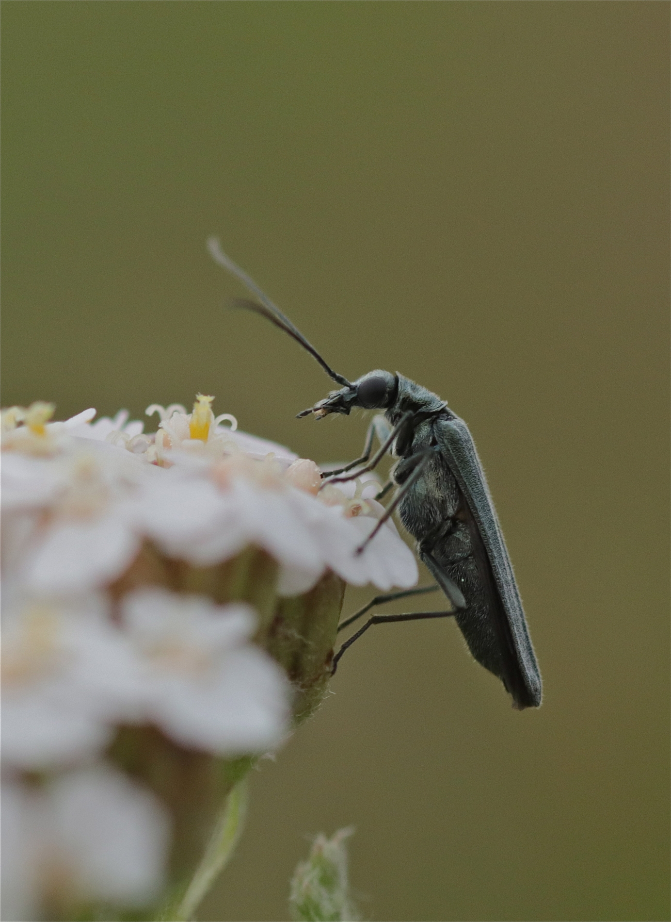 Rhoen-Käfer-Gattung Oedemera_3370_1