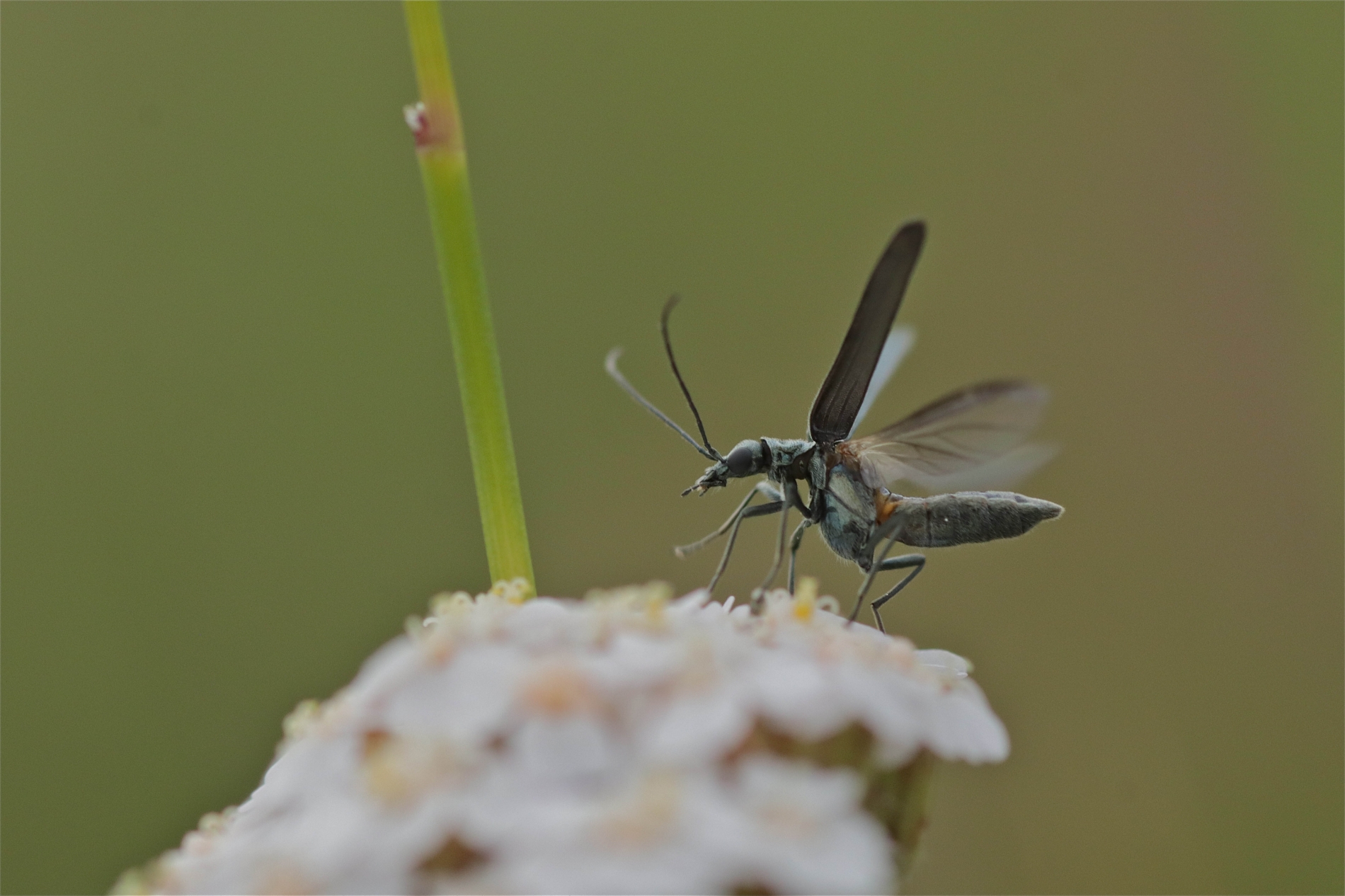 Rhoen-Käfer-Gattung Oedemera_3376_1