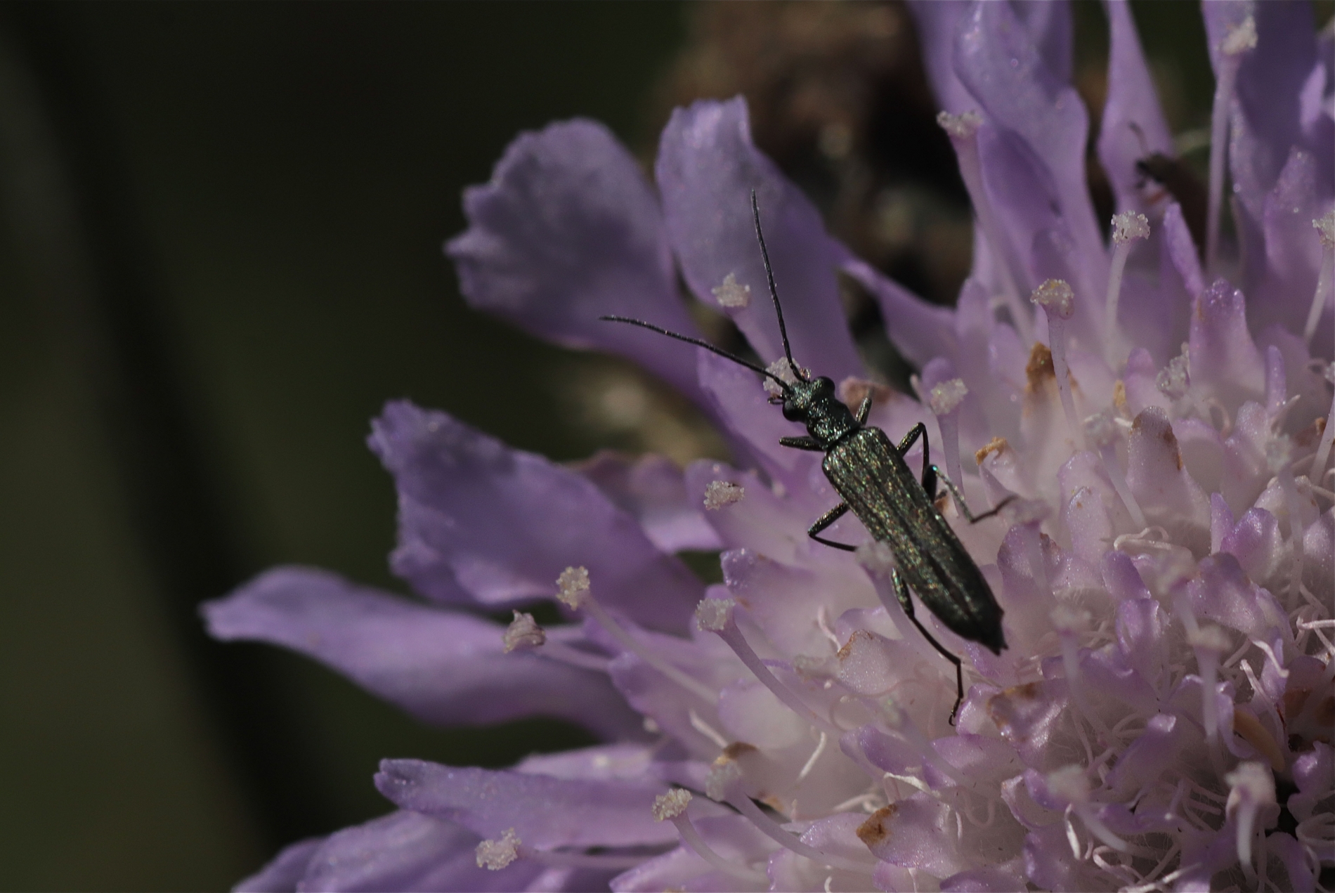 Rhoen-Käfer-Oedemera sp._4277_1