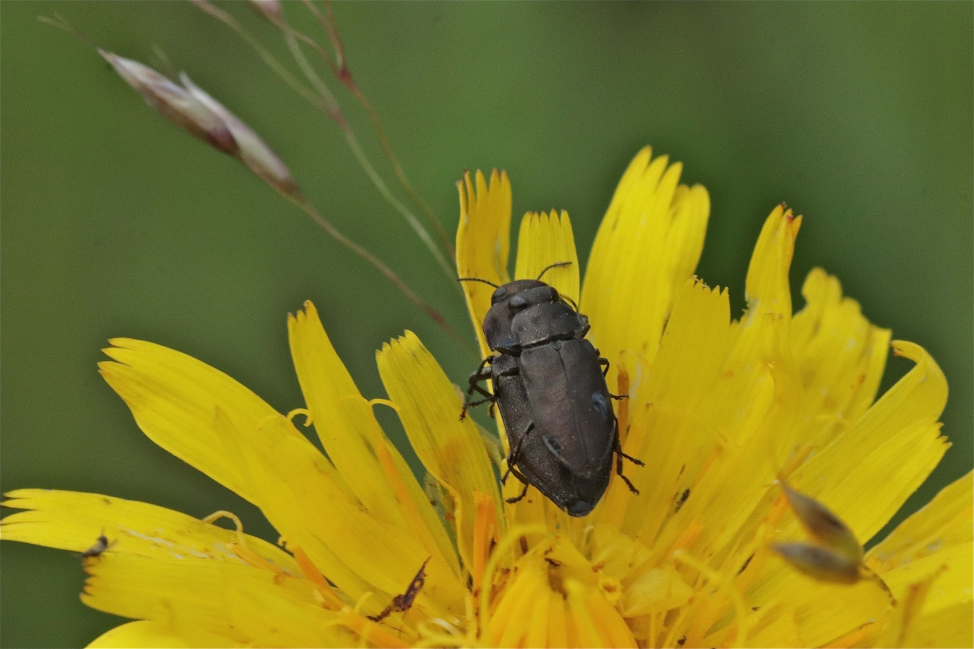 Rhoen-Käfer Anthaxia sp._8256_1