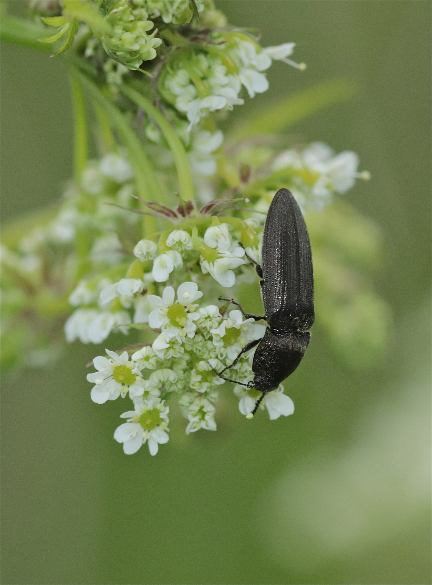 Rhoen-Käfer Cidnopus pilosus_3815_1