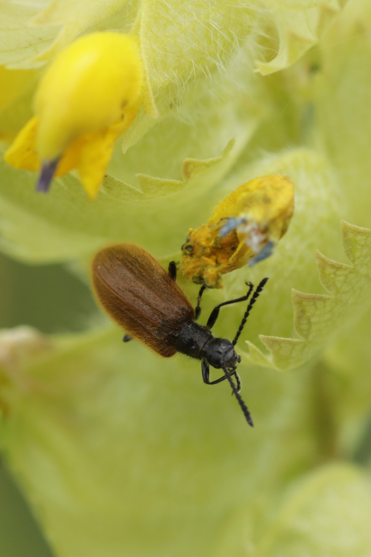 Rhoen-Käfer Lagria sp._8736_1