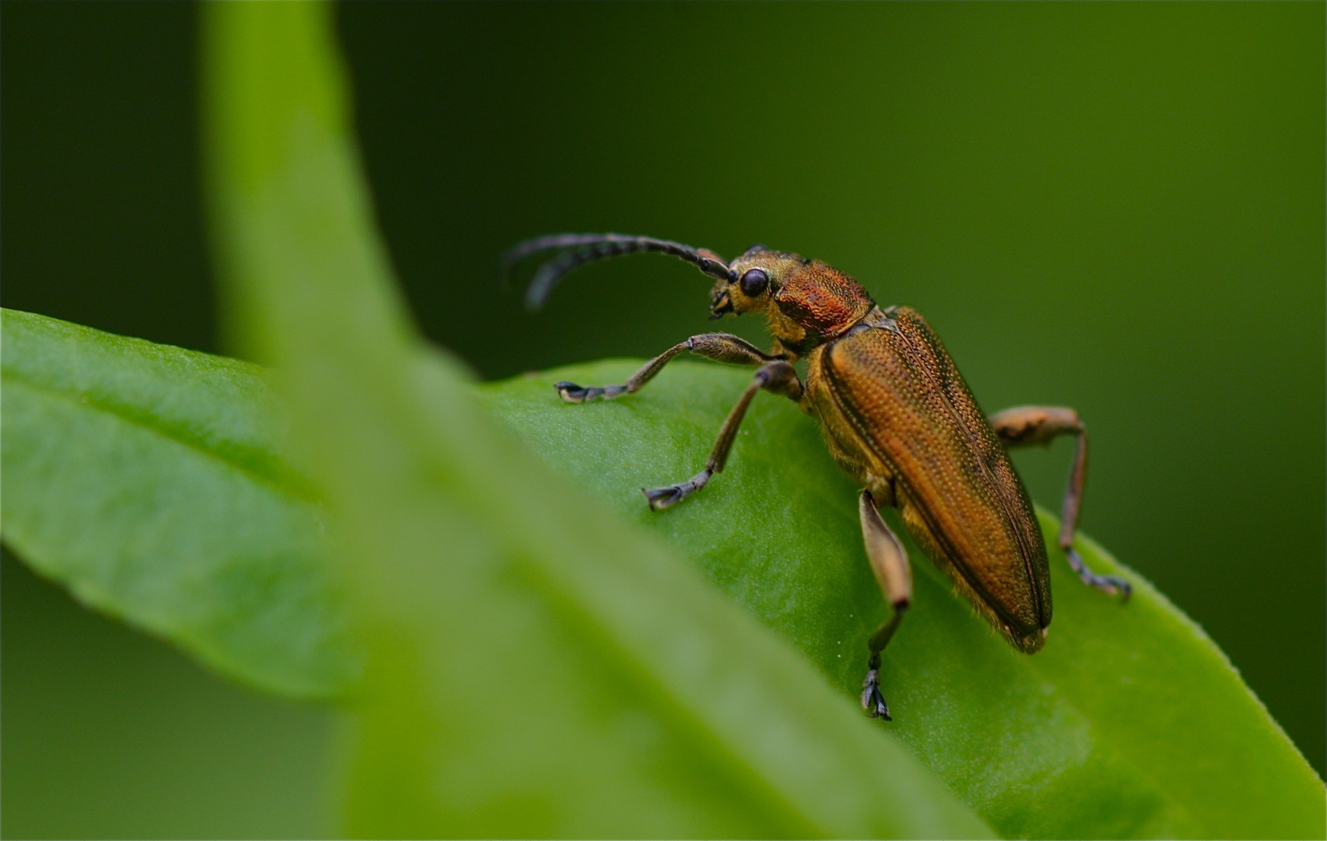 Rhoen-KEULENFÜSSIGER ROHRKÄFER (DONACIA MARGINATA)_6862_1