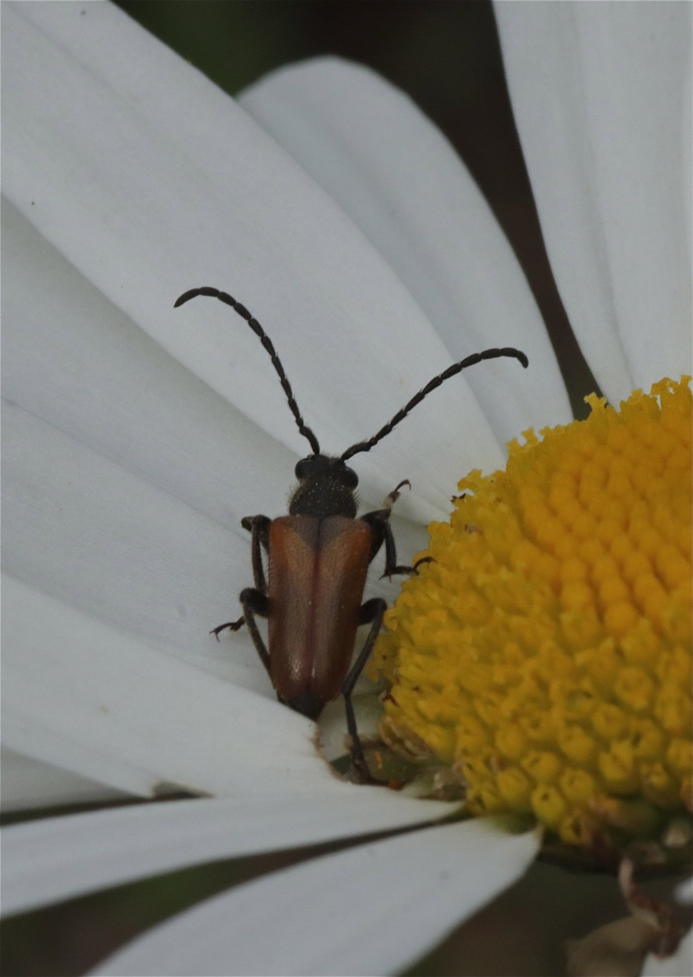 Rhoen-Kleiner Halsbock (Pseudovadonia livida)_3227_1