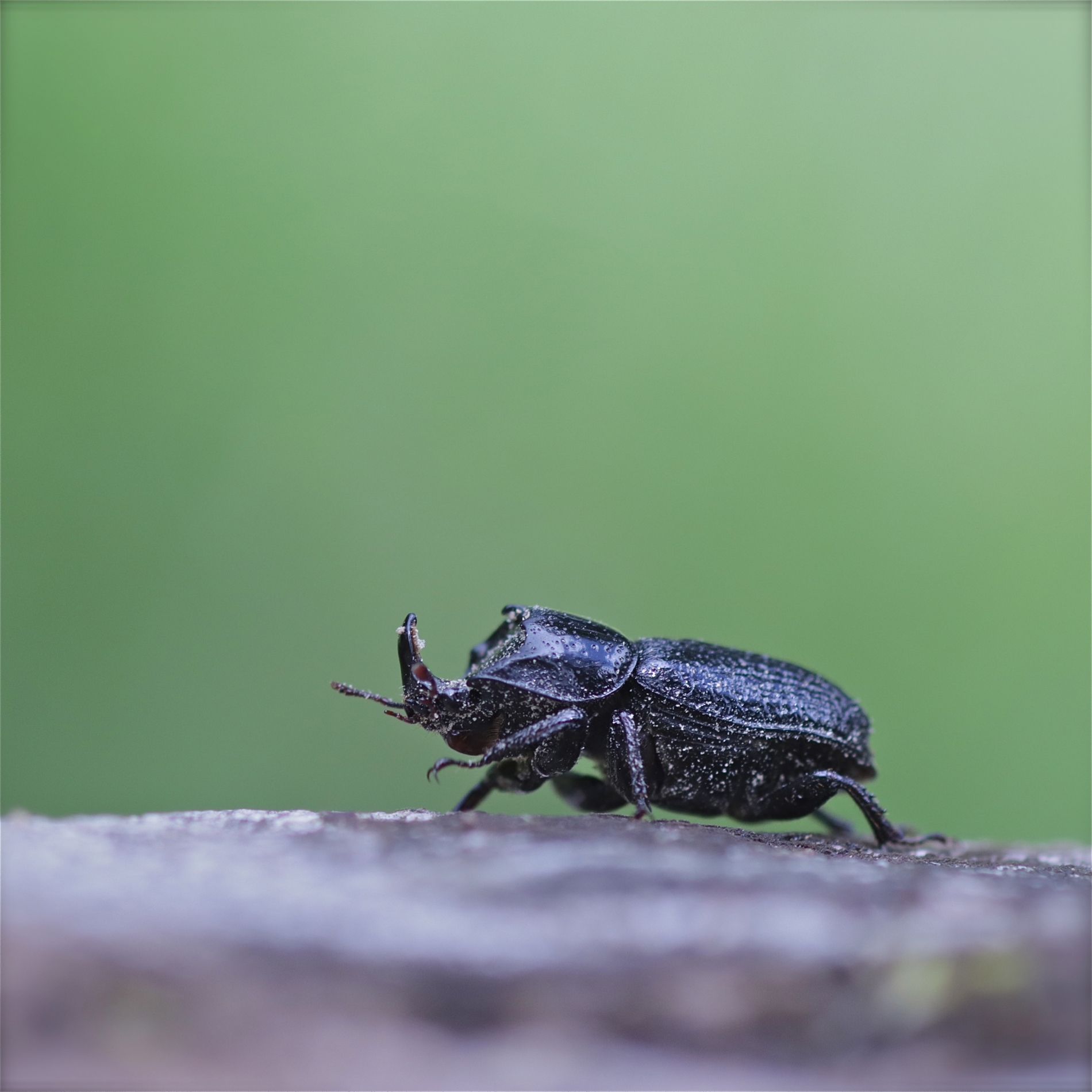 Rhoen-Kopfhornschröter (Sinodendron cylindricum) 0459_1