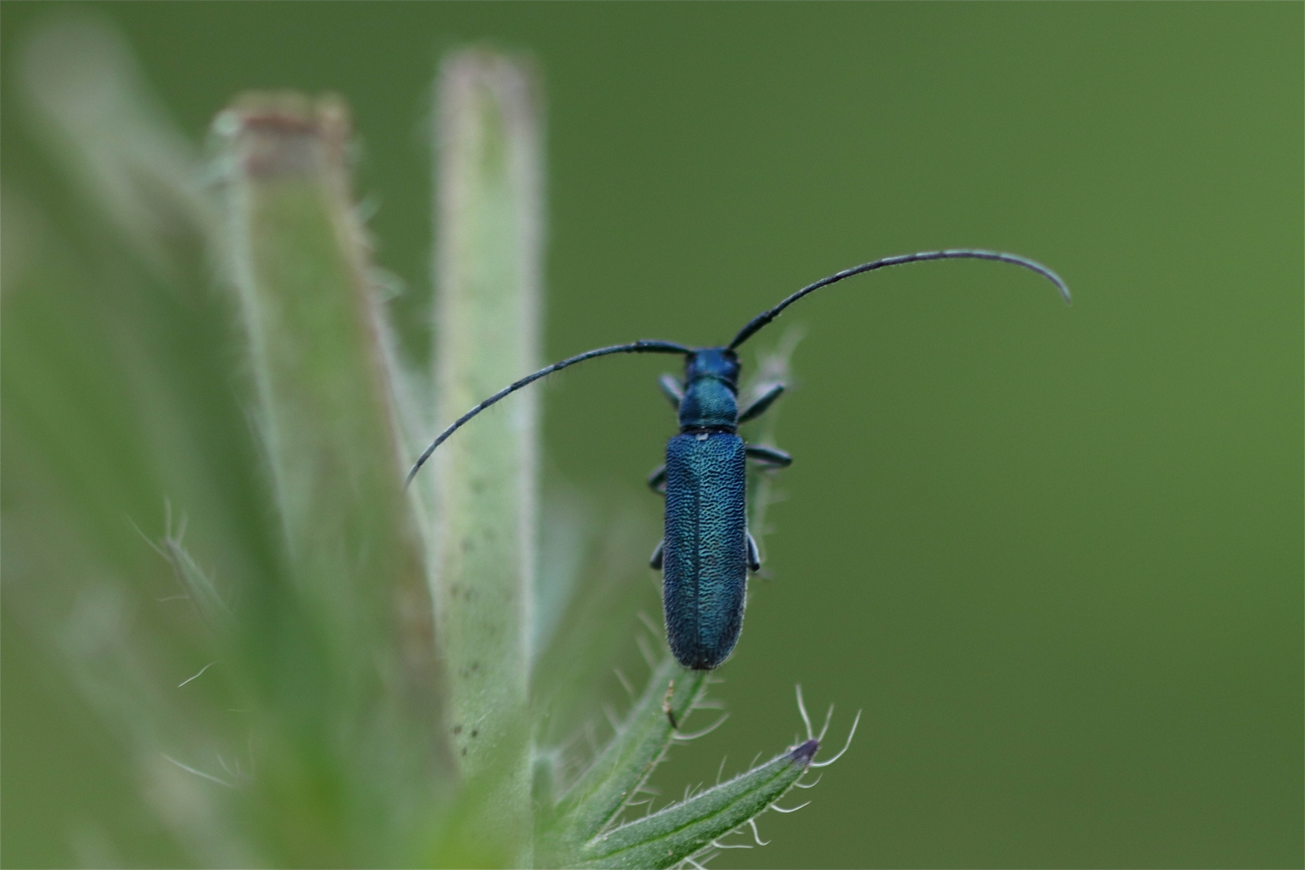 Rhoen-Langhaarige Scheckhornbock (Agapanthia intermedia)_4129_1