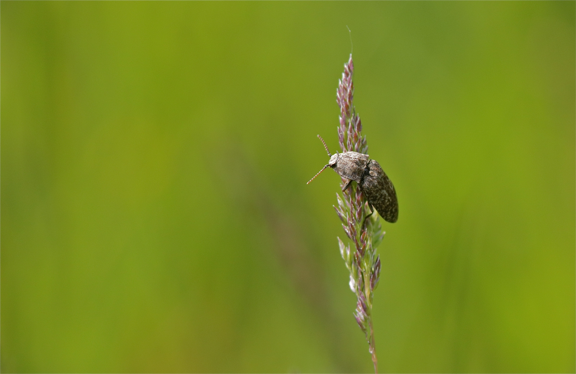 Rhoen-Mausgraue Schnellkäfer (Agrypnus murinus)_4577_1