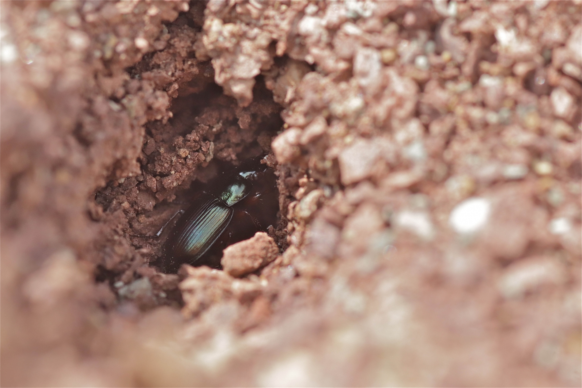 Rhoen-Metallfarbener Schnellläufer Harpalus affinis_8824_1