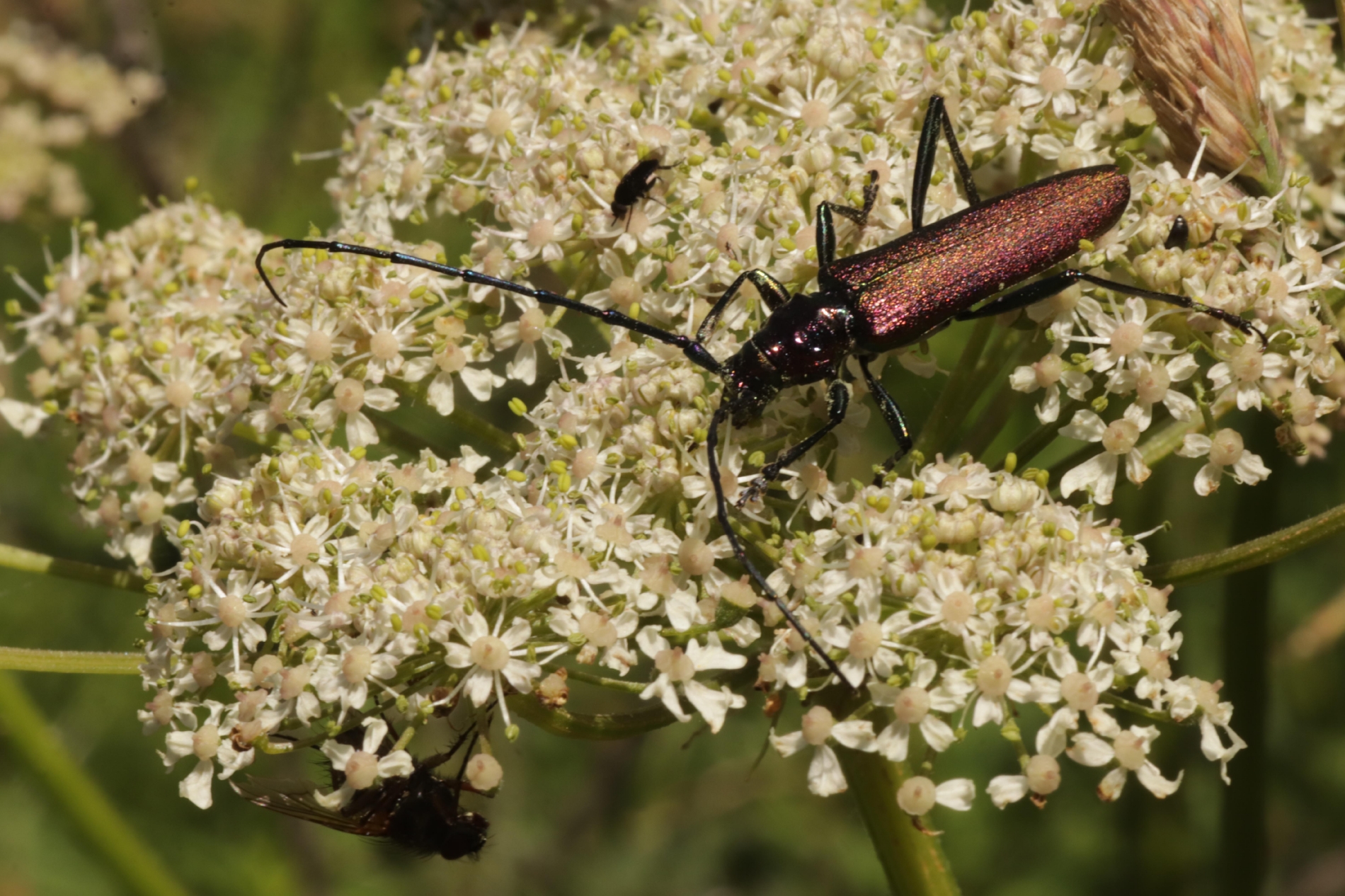 Rhoen-Moschusbock (Aromia moschata)_3243_1