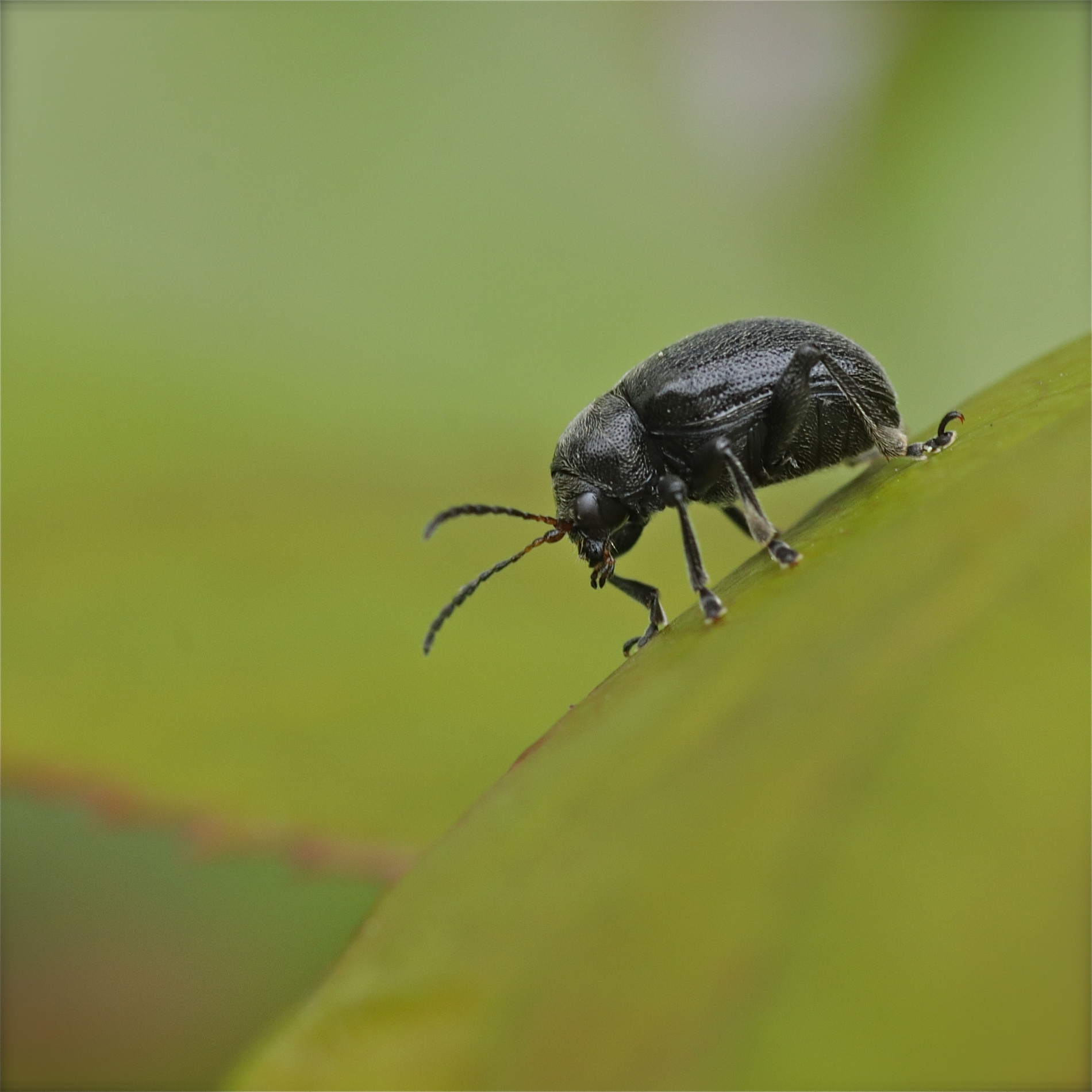 Rhoen-Rebenfallkäfer Bromius obscurus_4456_1