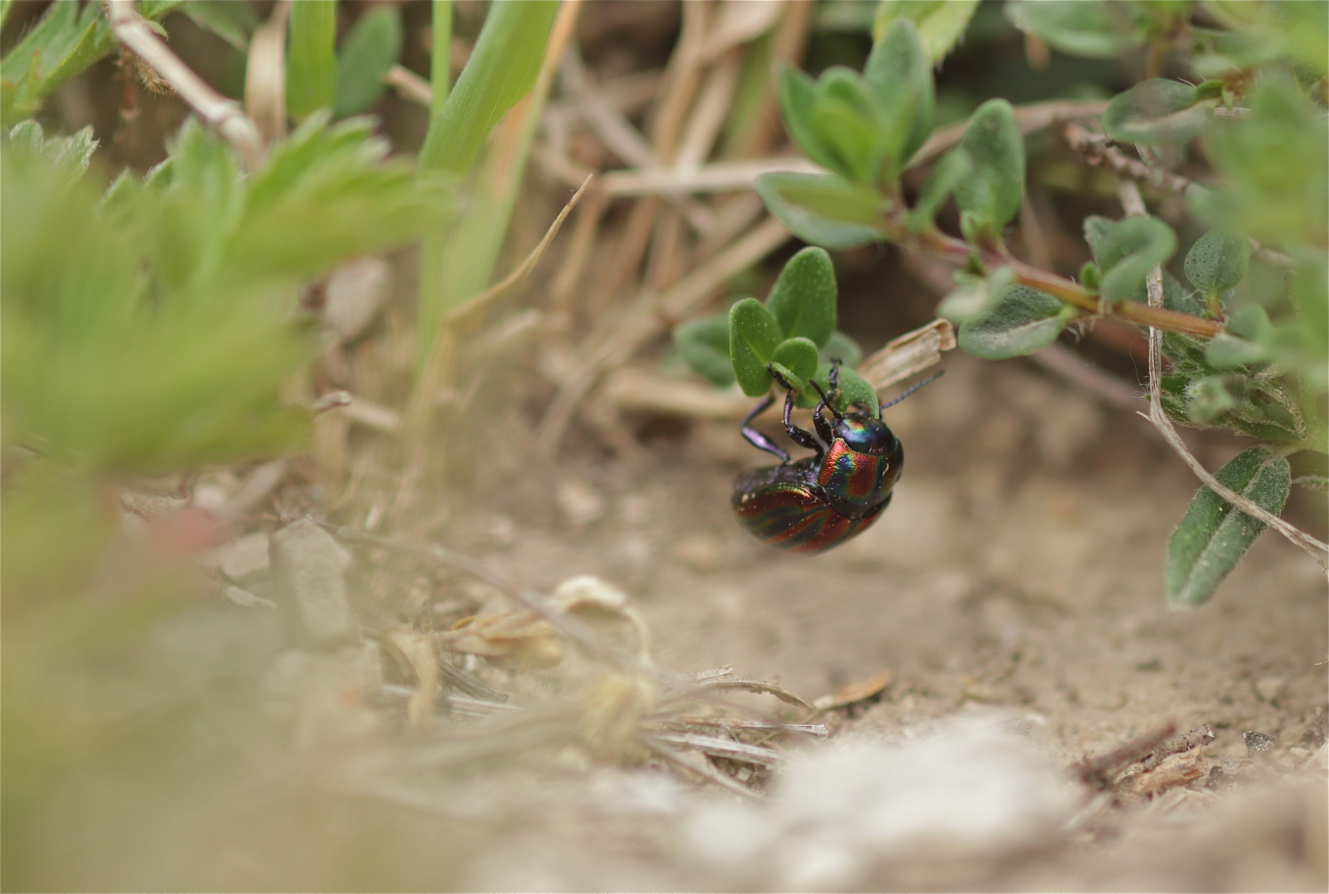 Rhoen-Regenbogen-Blattkäfer Chrysolina cerealis_0489_1