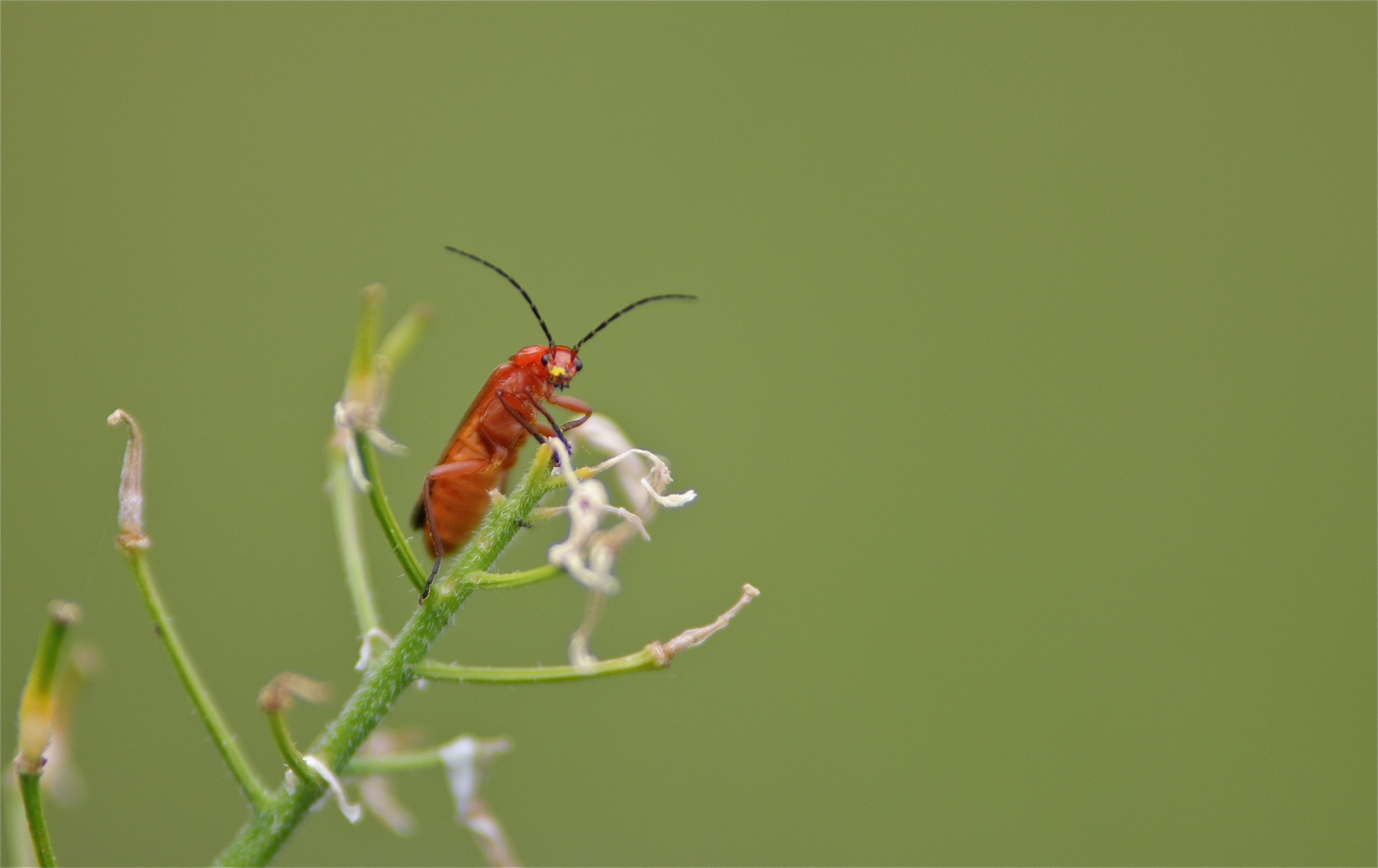 Rhoen-Rotgelber Weichkäfer_5851_1