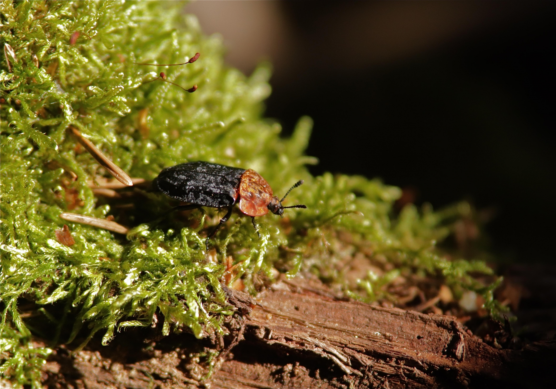 Rhoen-Rothalsige Silphe (Oiceoptoma thoracica)_4812_1