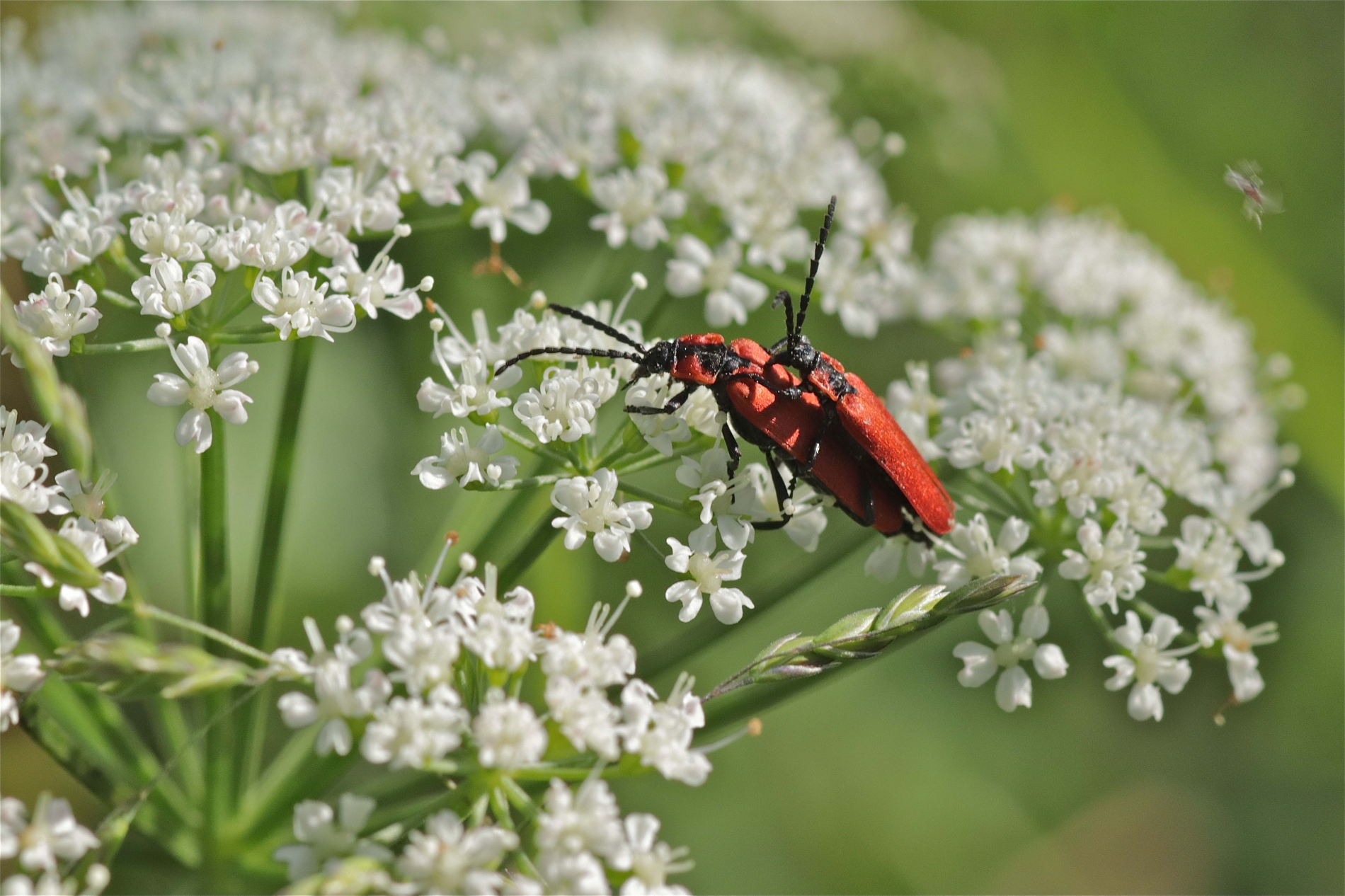 Rhoen-Rüssel-Rotdeckenkäfer_5895_1