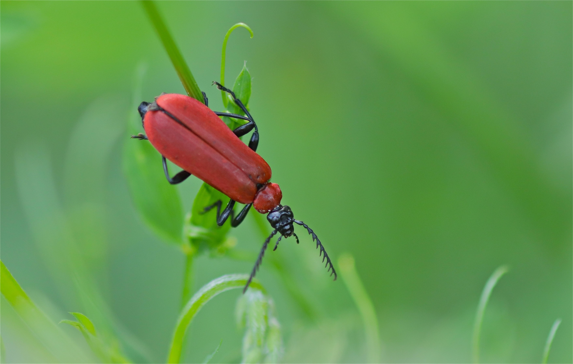 Rhoen-Scharlachrote Feuerkäfer Pyrochroa coccinea_1576_1