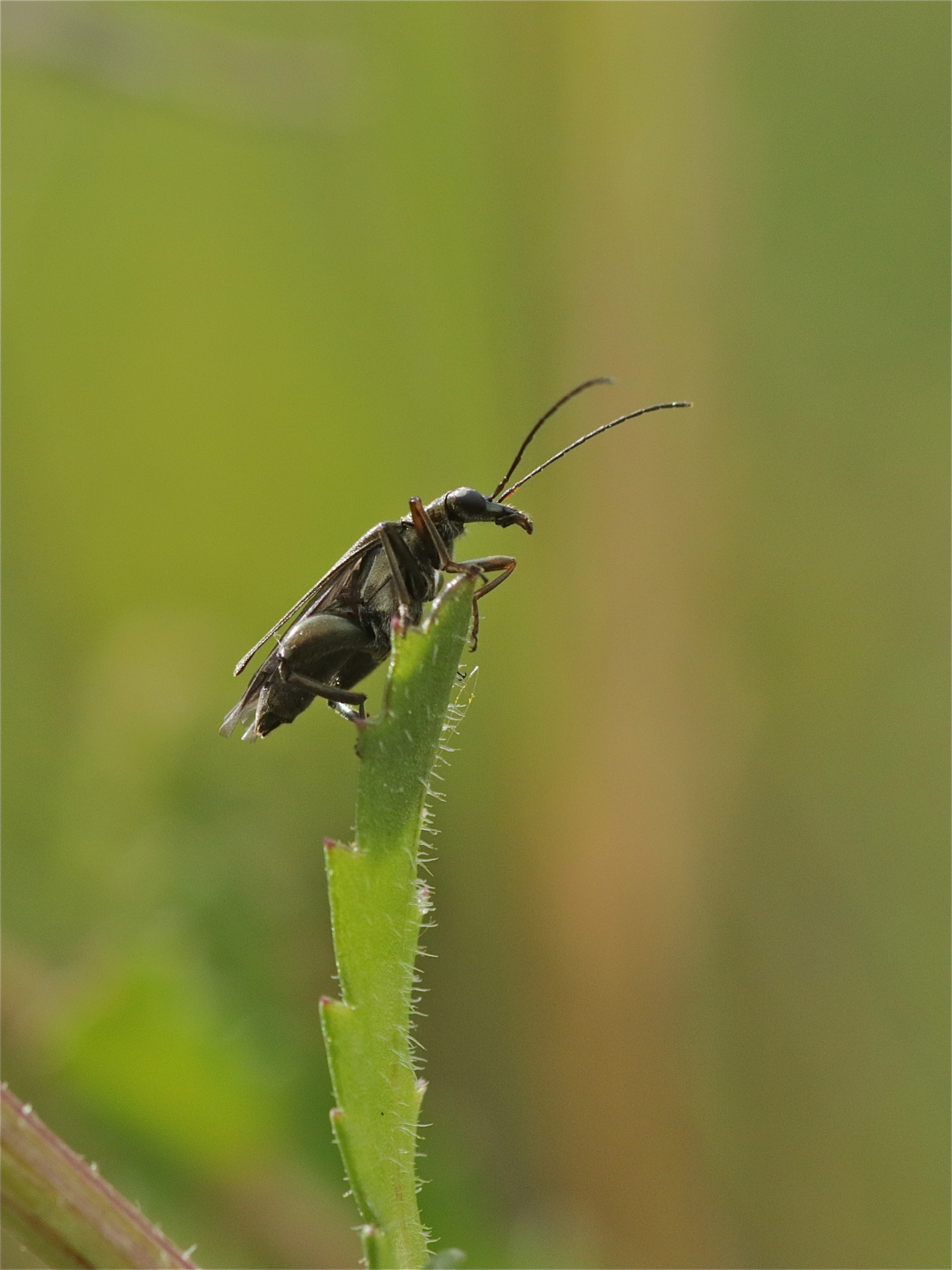 Rhoen-Scheinbockkäfer Oedemera flavipes_2886_1