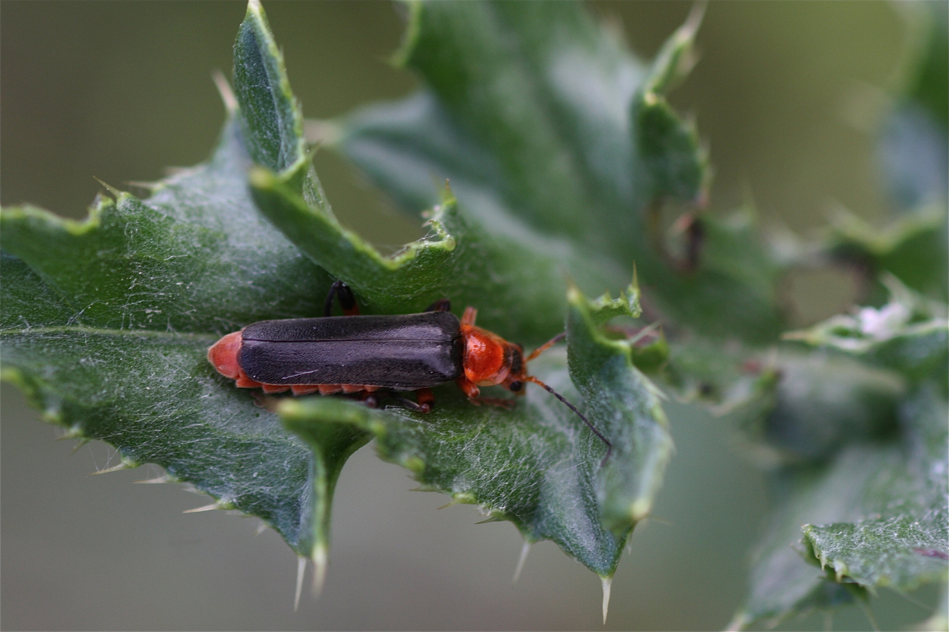 Rhoen-Schlanker Weichkäfer_0669_1