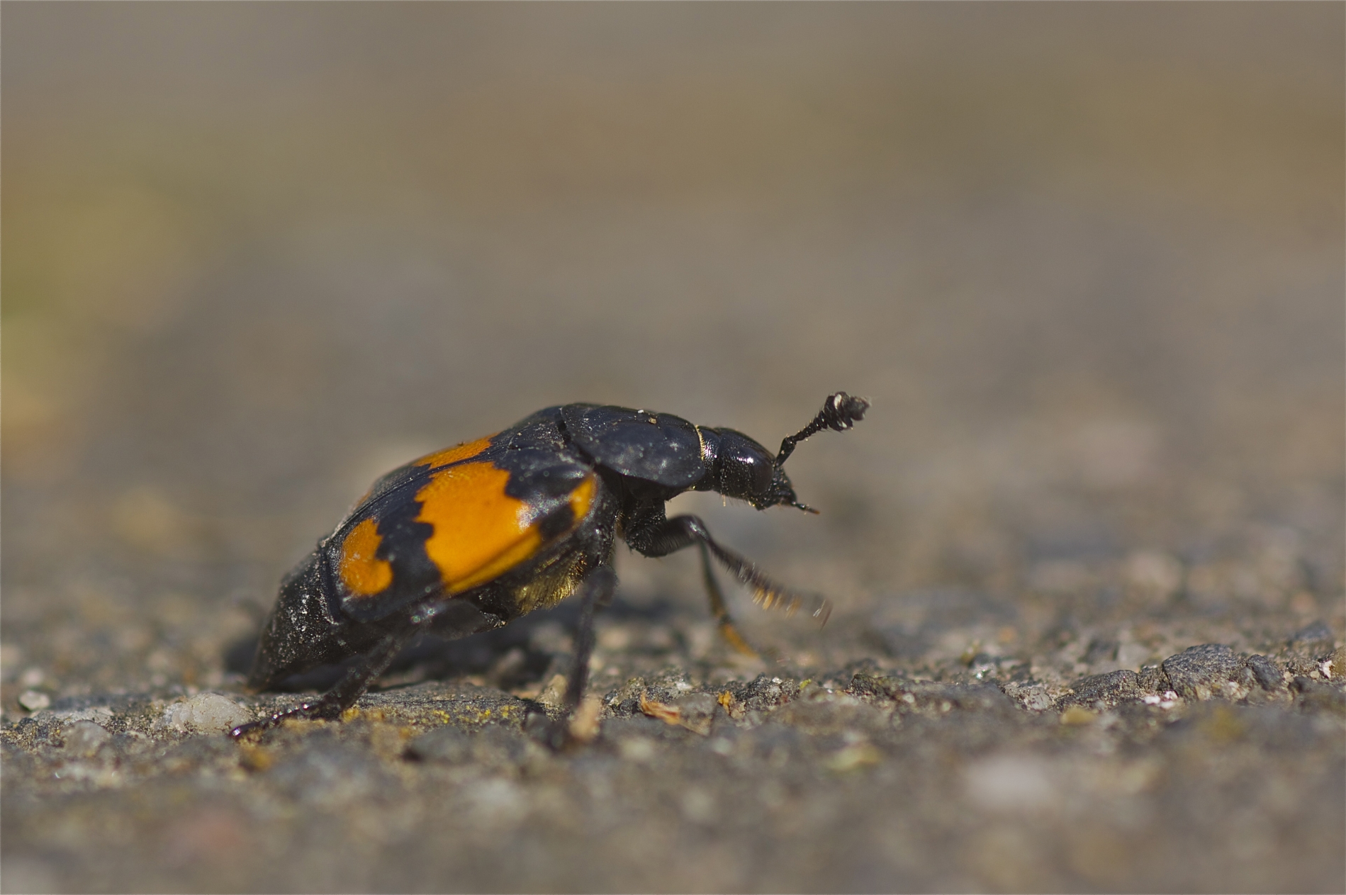 Rhoen-Schwarzfühleriger Totengräber (Necrophorus vespilloides) 5140_1