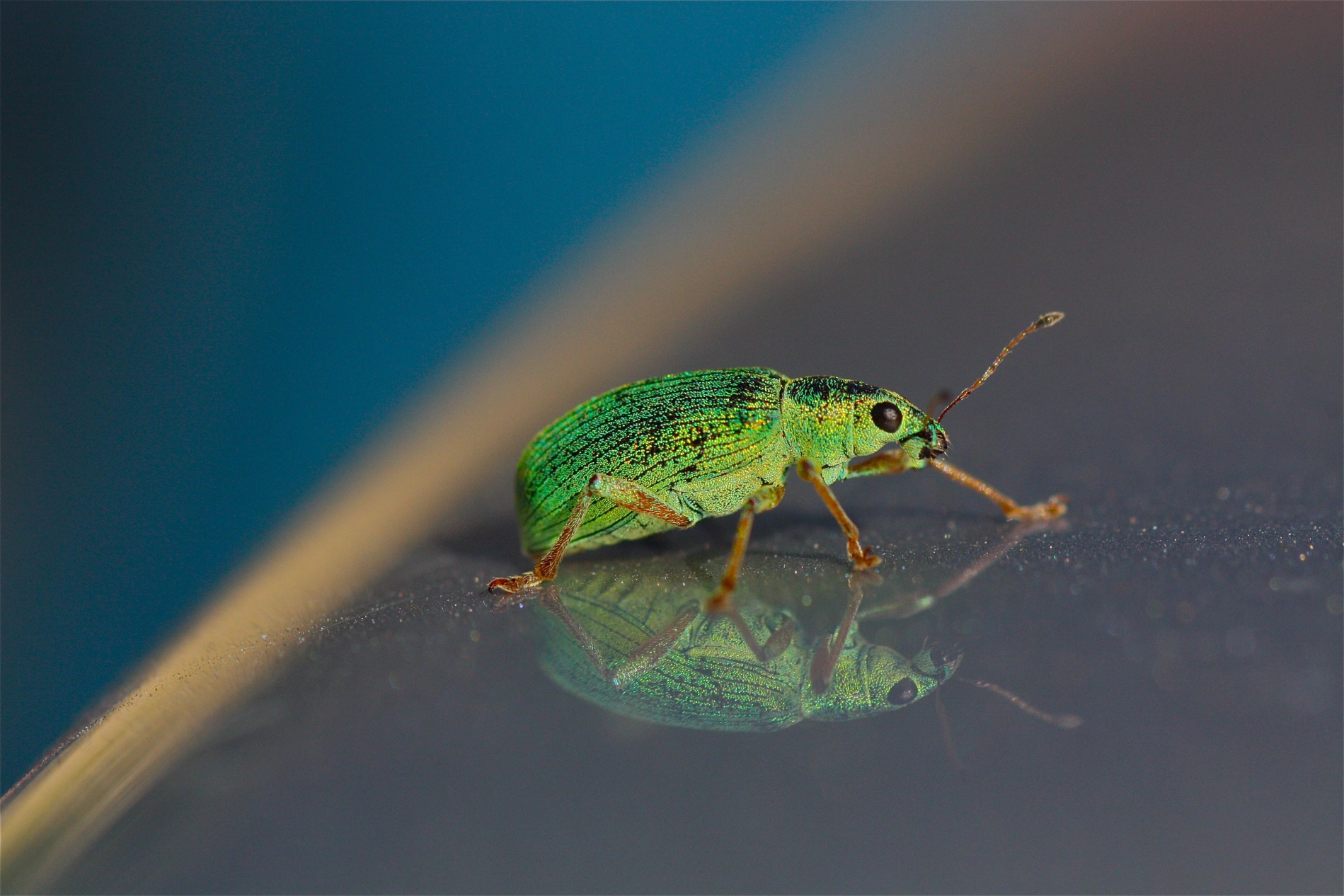 Rhoen-Seidiger Glanzrüssler (Polydrusus sericeus)_9317_1