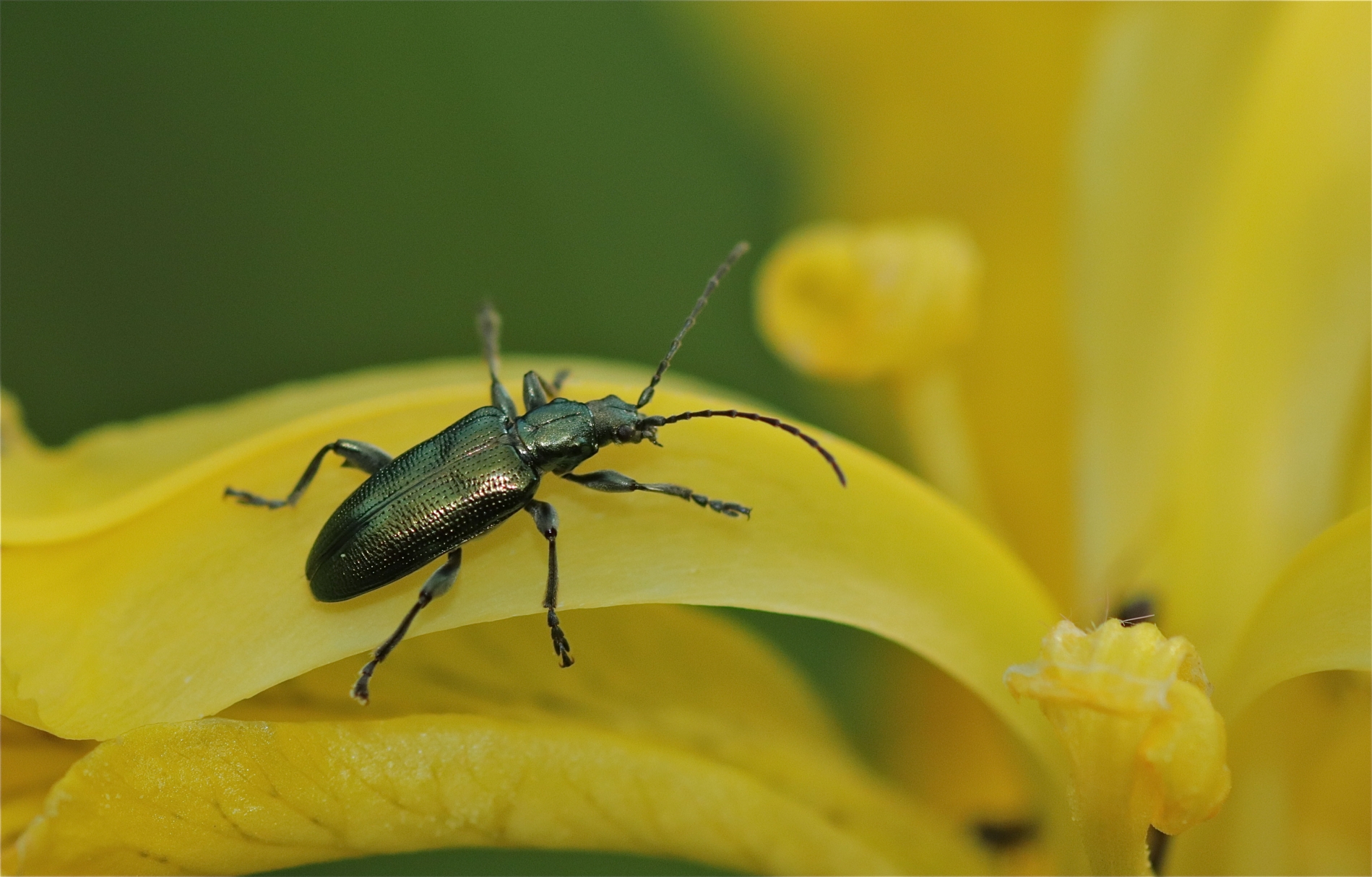 Rhoen-Seidiger Rohrkäfer _9144_1