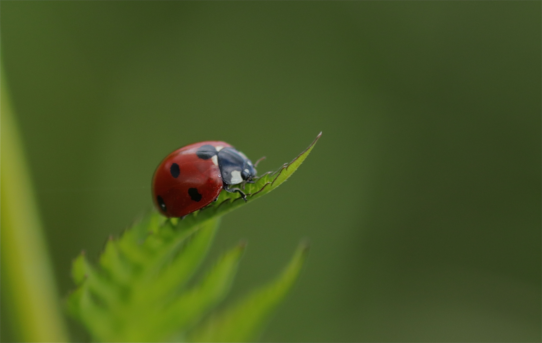 Rhoen-Siebenpunkt (Coccinella septempunctata)_3917_1