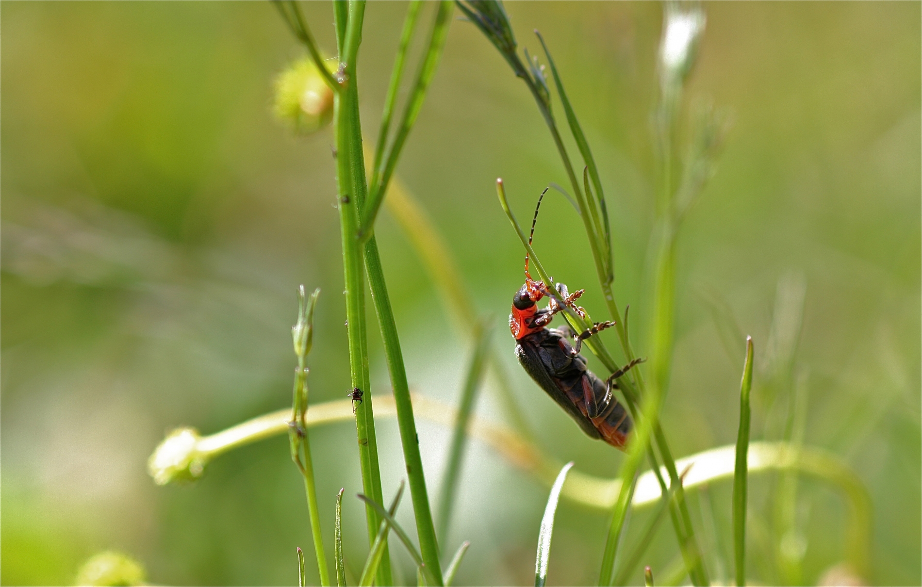 Rhoen-Soldatenkäfer-Cantharis rustica_5708.jpg_1