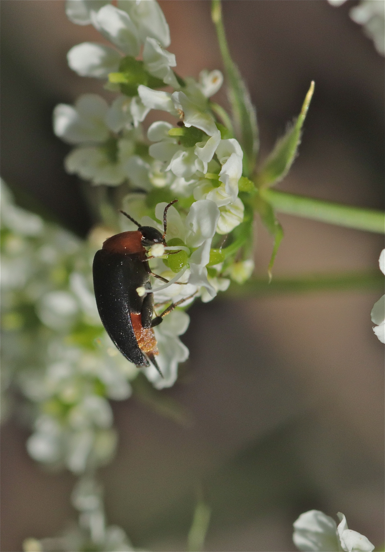 Rhoen-Stachelkäfer Mordellochroa abdominalis_1704_1