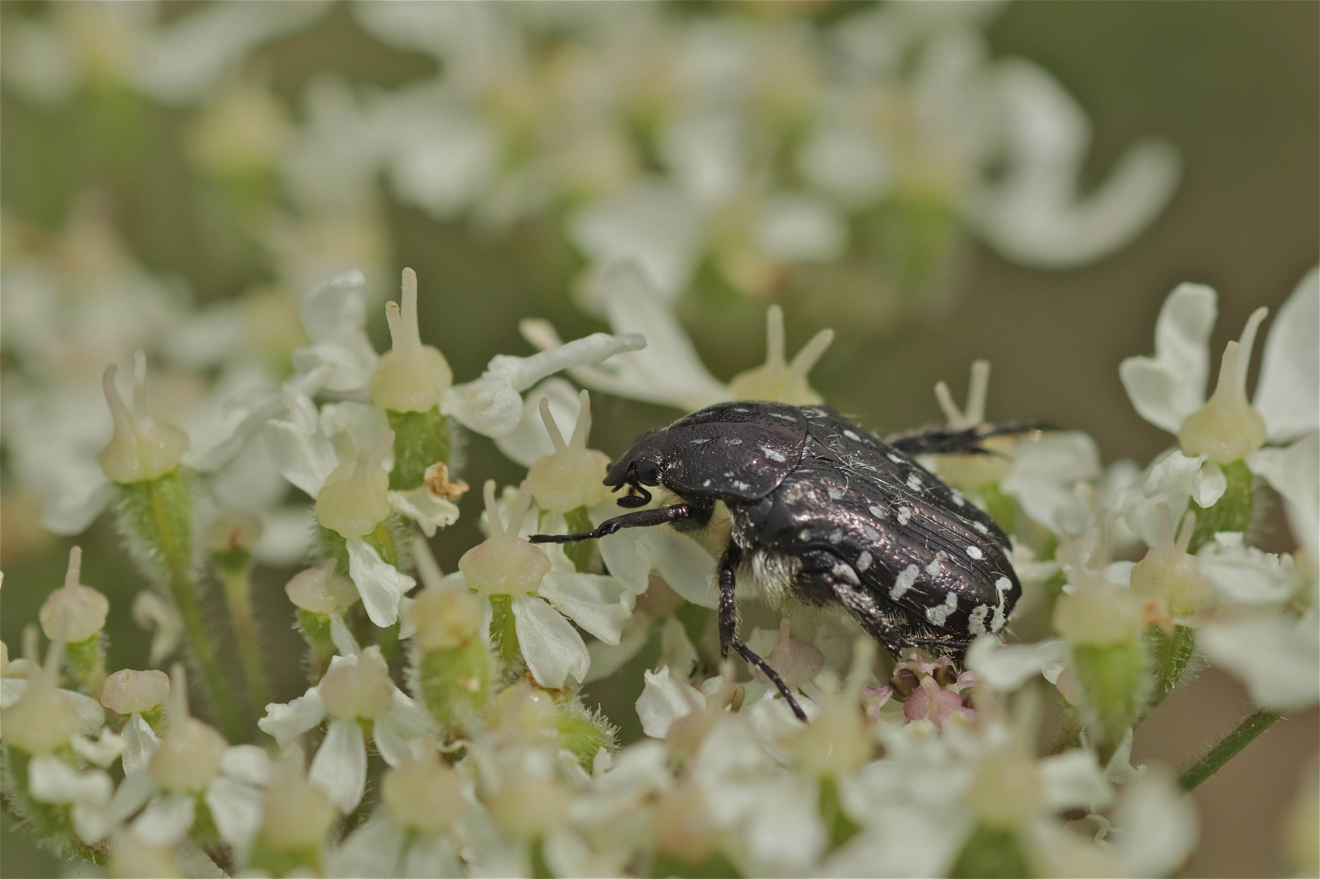 Rhoen-Trauer-Rosenkäfer Oxythyrea funesta_5584_1