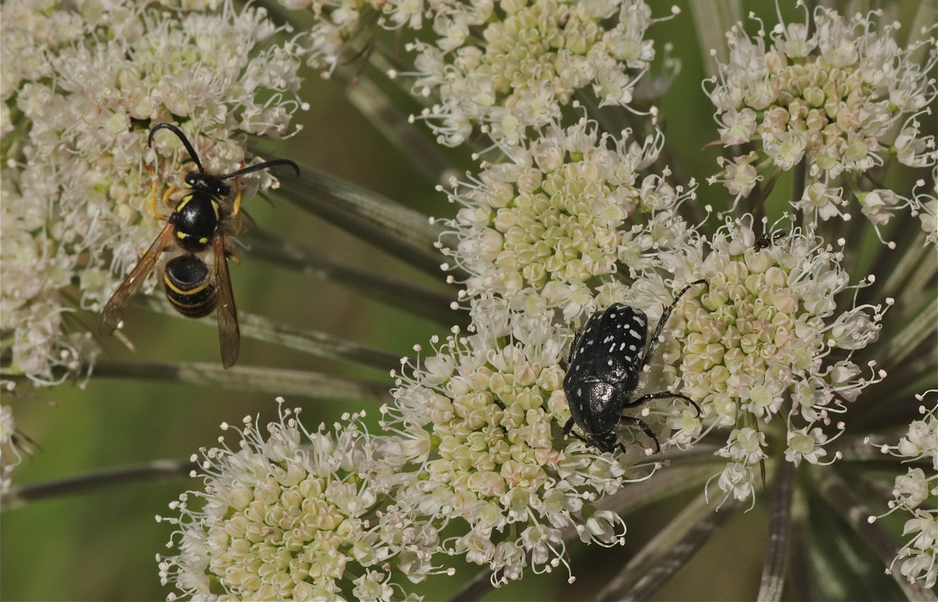 Rhoen-Trauer-Rosenkäfer Oxythyrea funesta_7067_1