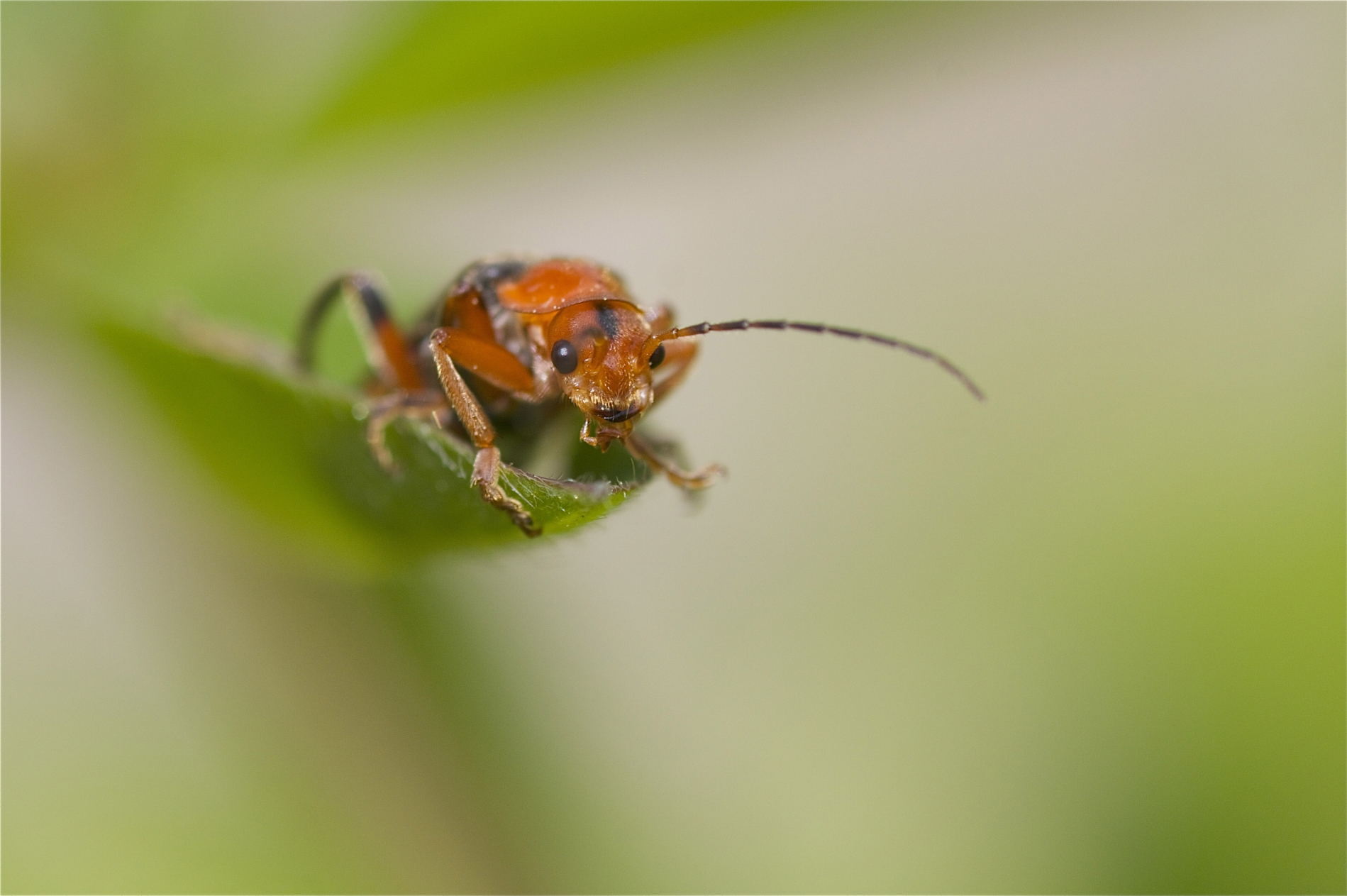 Rhoen-Variabler Weichkäfer   Cantharis livida_0235_1