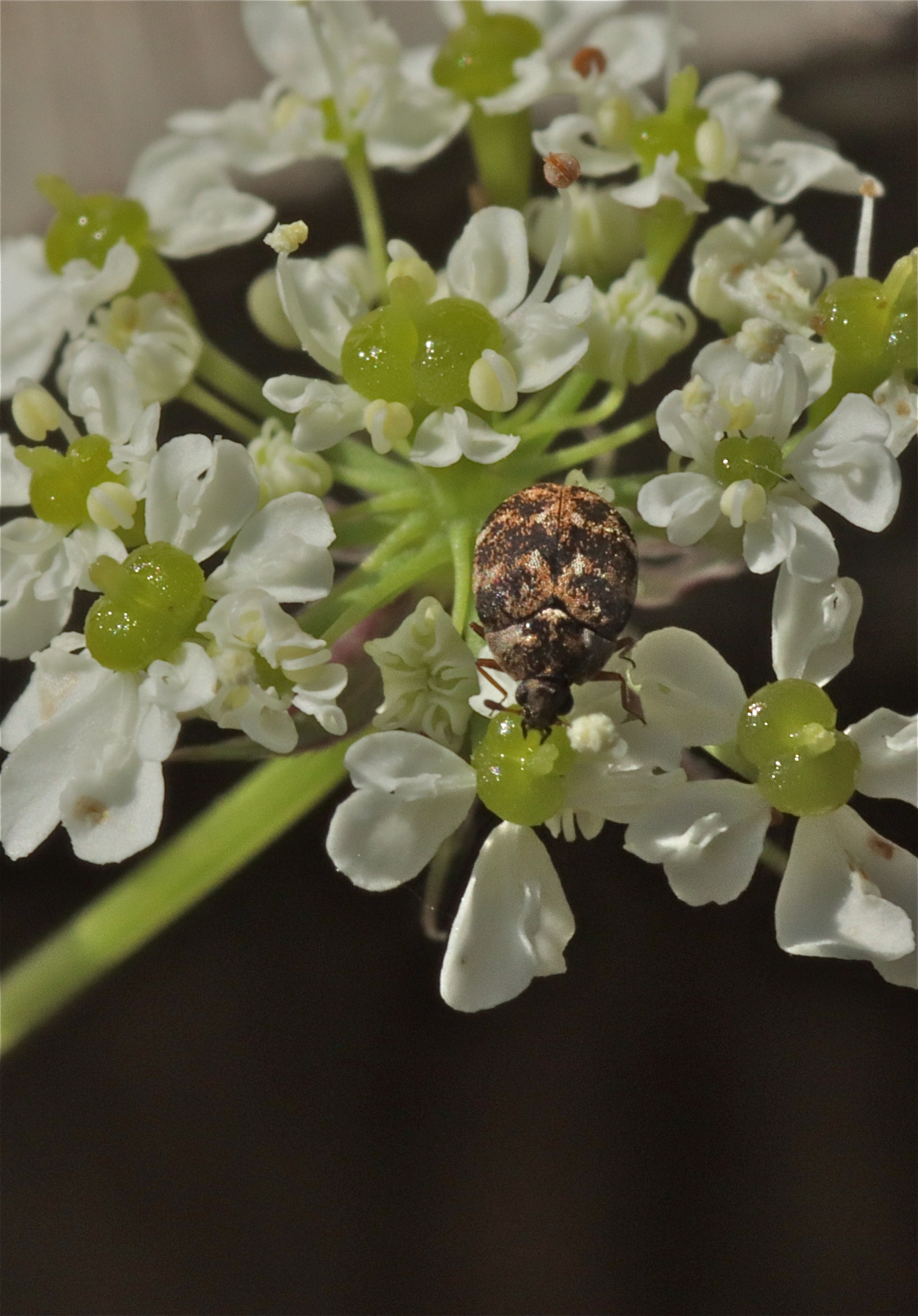 Rhoen-Wollkrautblütenkäfer Anthrenus verbasci_6143_1