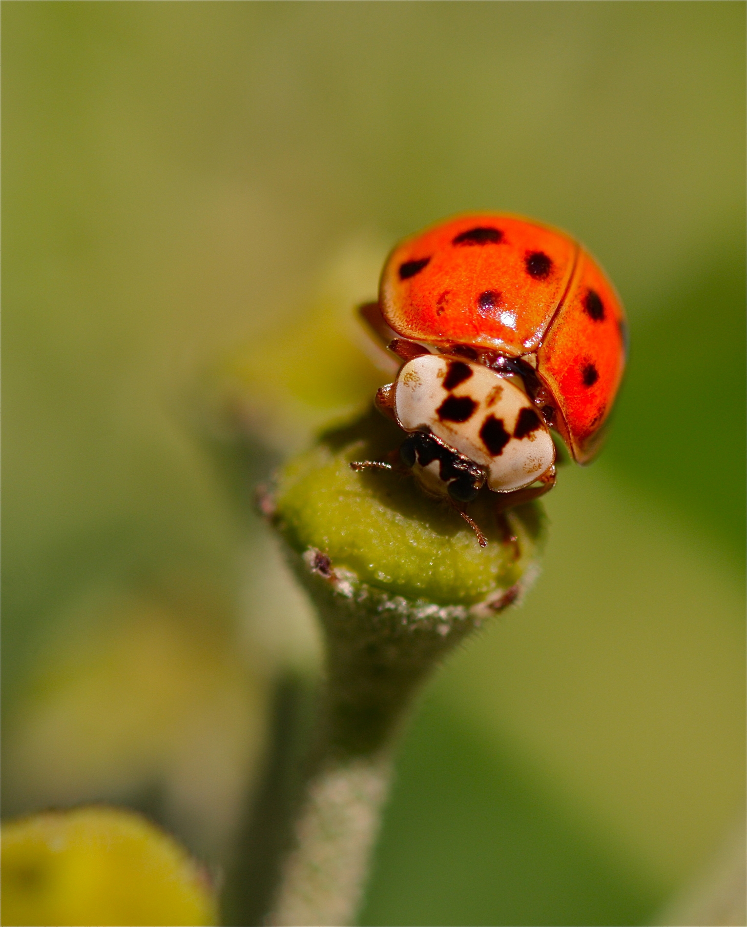 Rhoen-Zehnpunkt-Marienkäfer Adalia decempunctata_6890.jpg_1