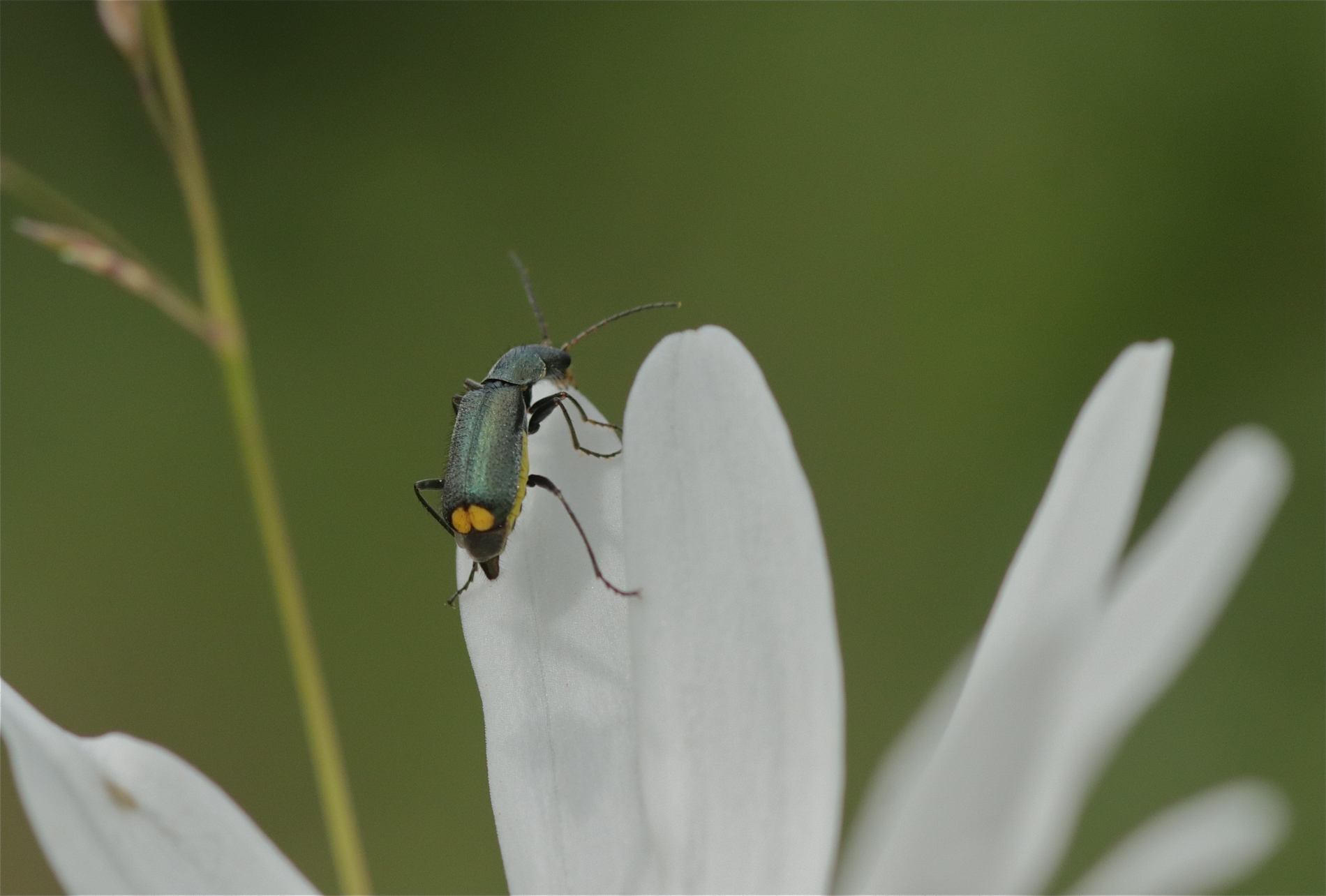 Rhoen-Zipfelkäfer Clanoptilus elegans_2908_1