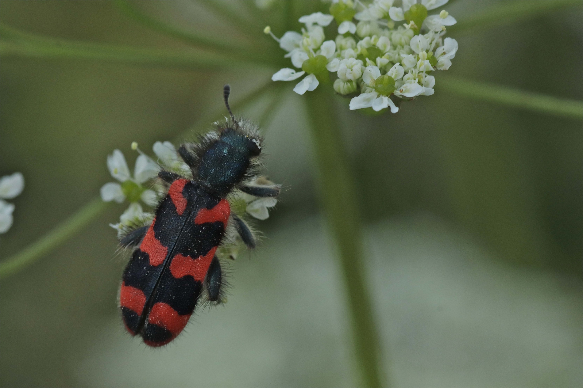 Rhoen-Zottiger Bienenkäfer_6573_1