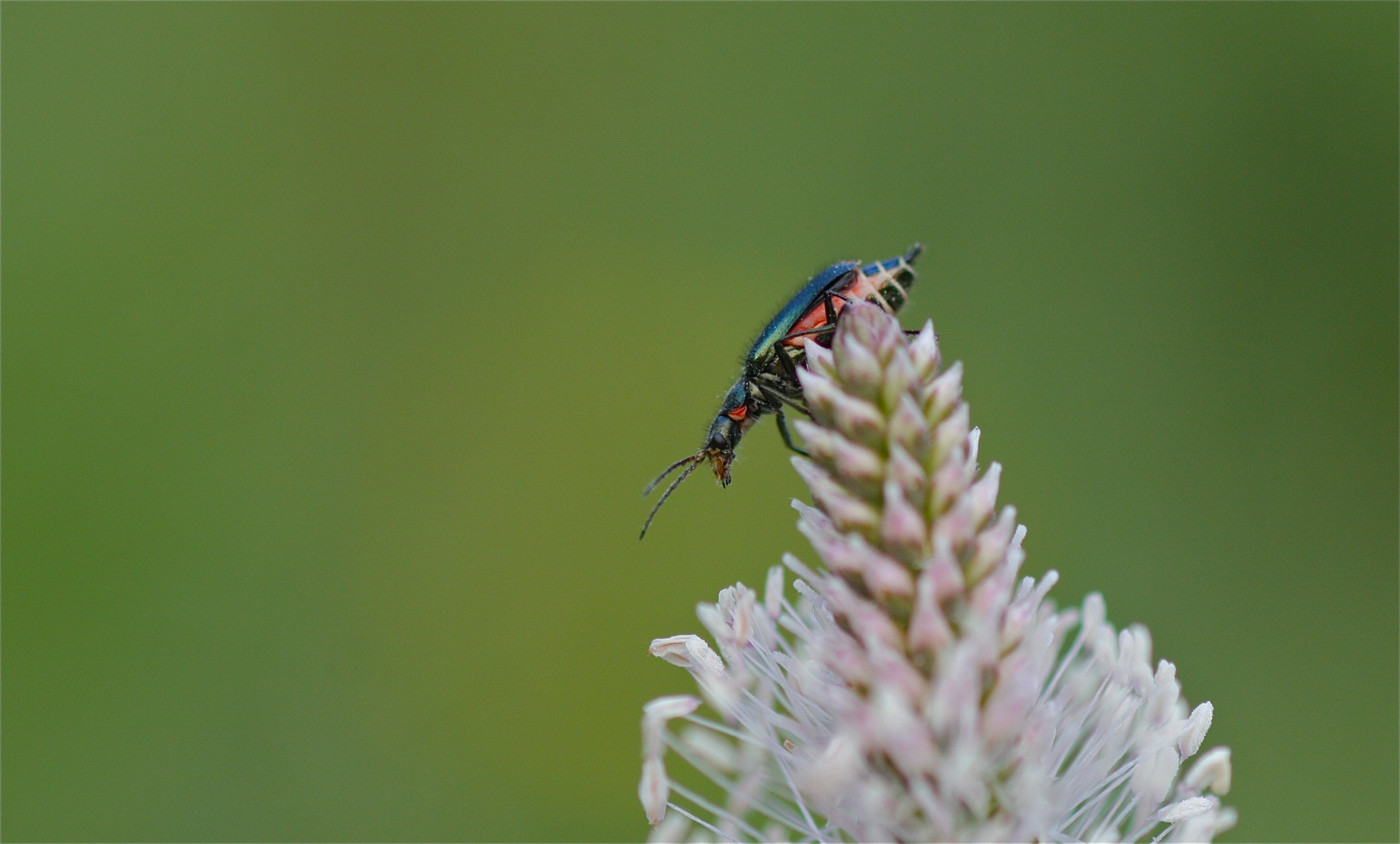 Rhoen-Zweifleckiger Zipfelkäfer Malachius bipustulatus_5388_1