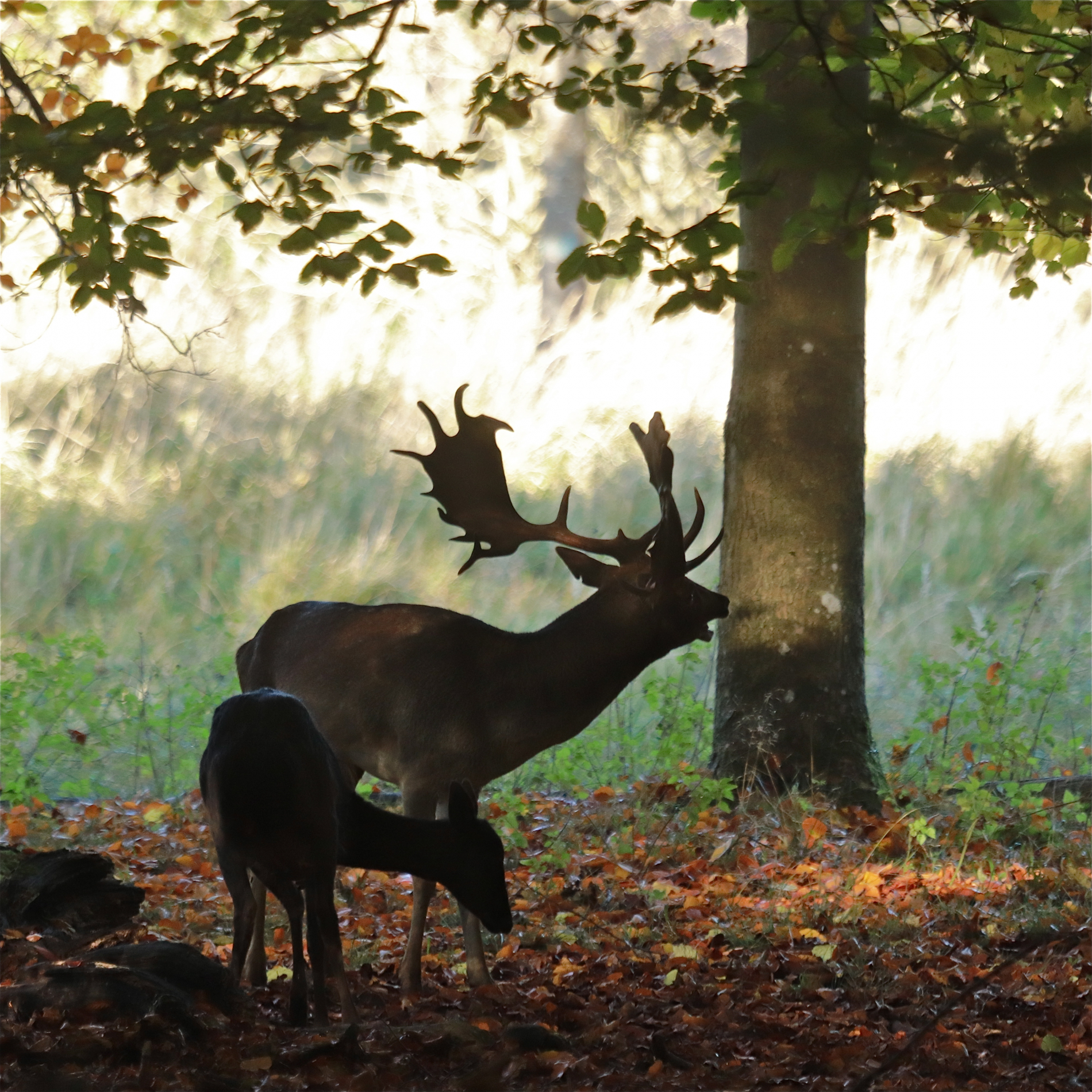 Rhoen-Damhirsch_4219_1