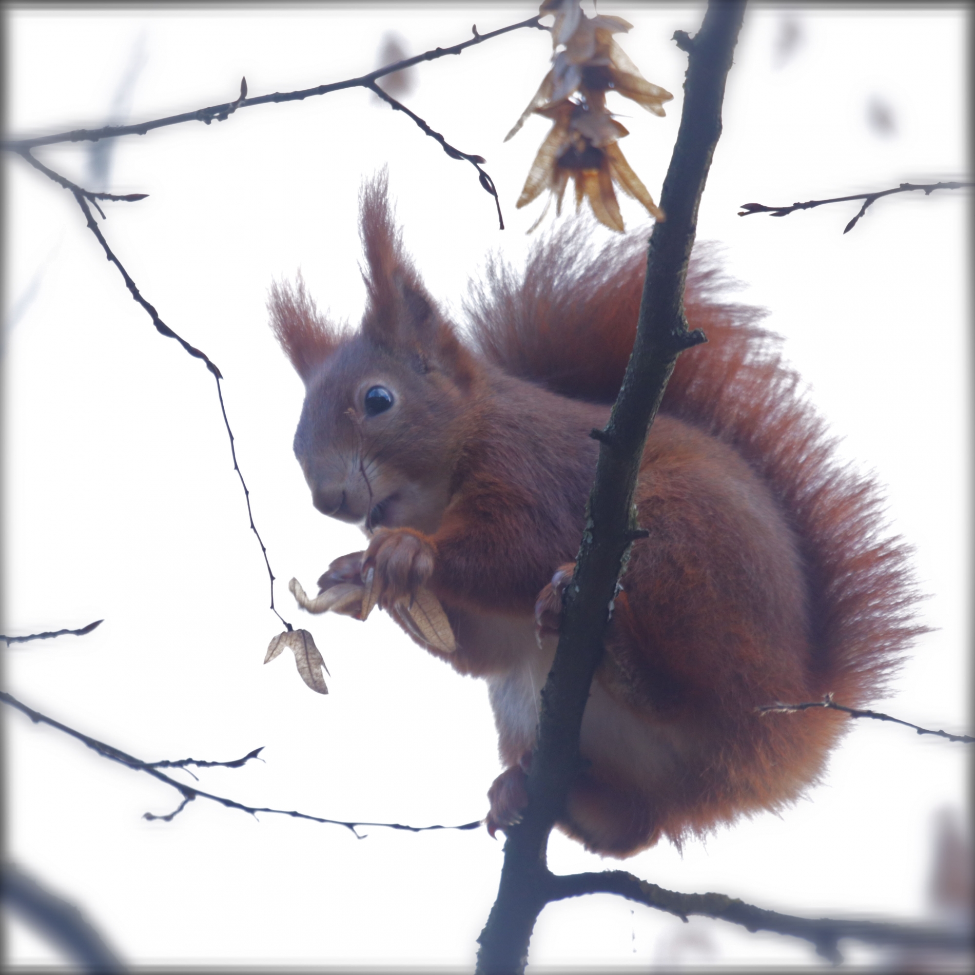 Eichhörnchen 7541_1