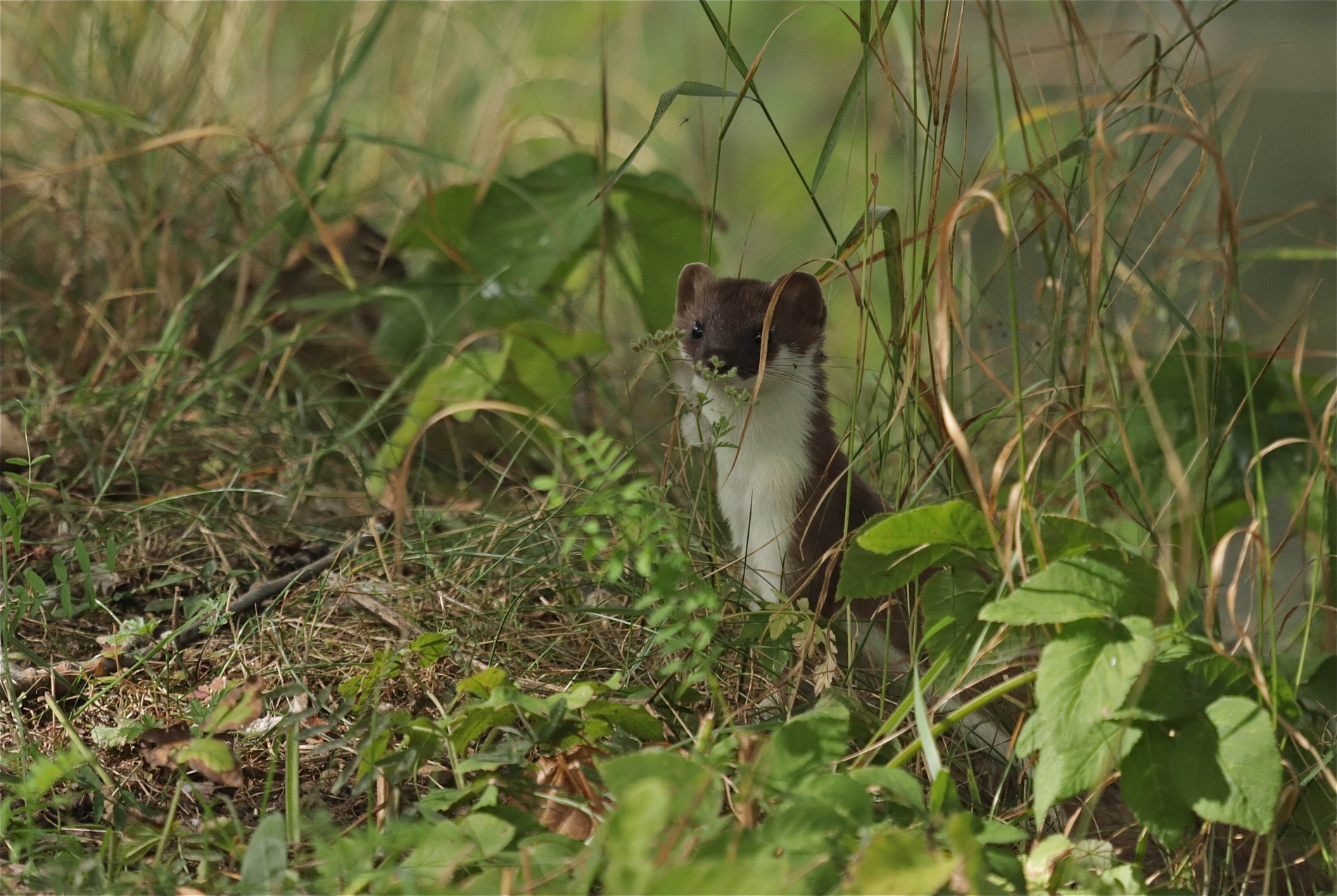 Rhoen-Hermelin 1496_1