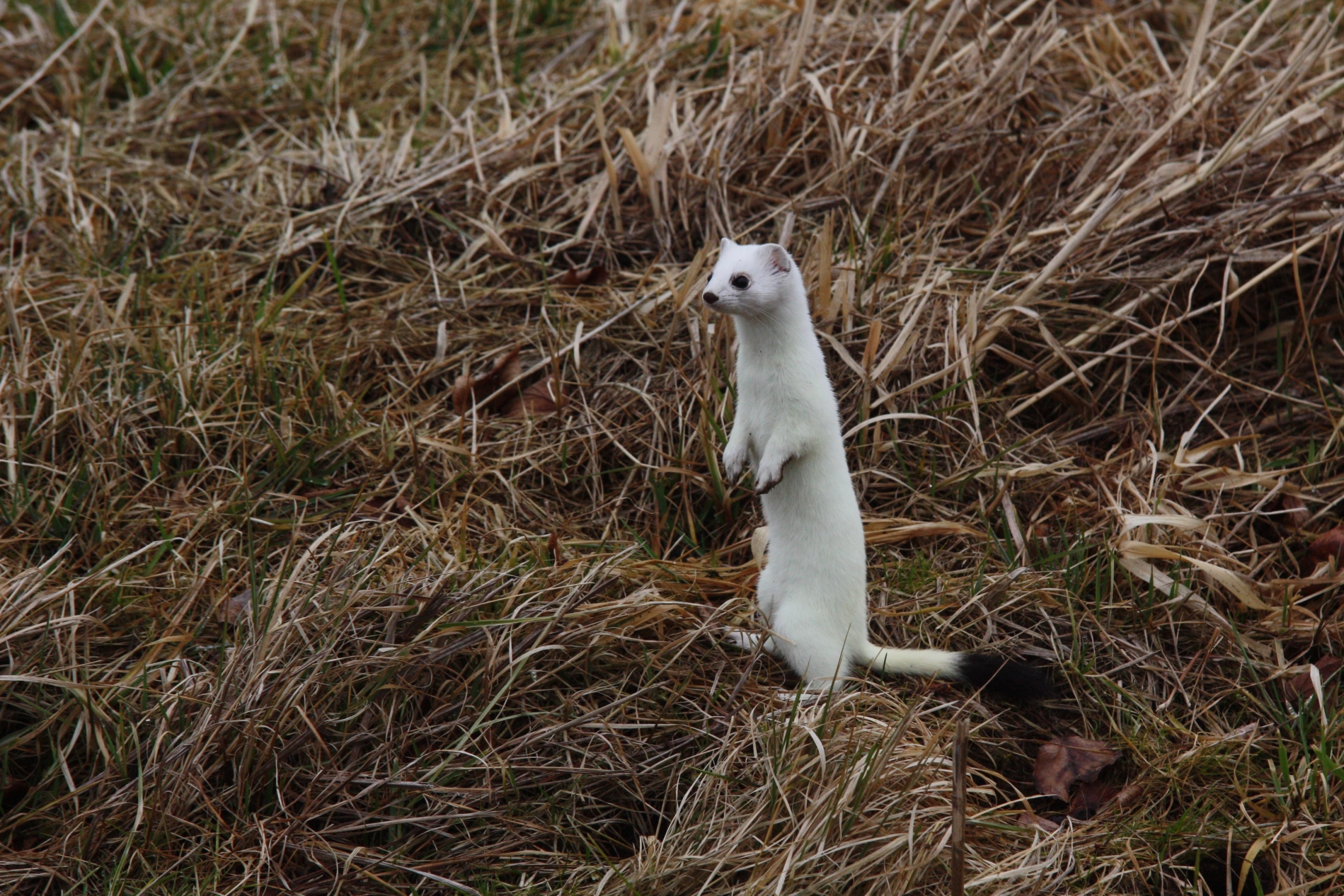 Rhoen-Hermelin 3137_1