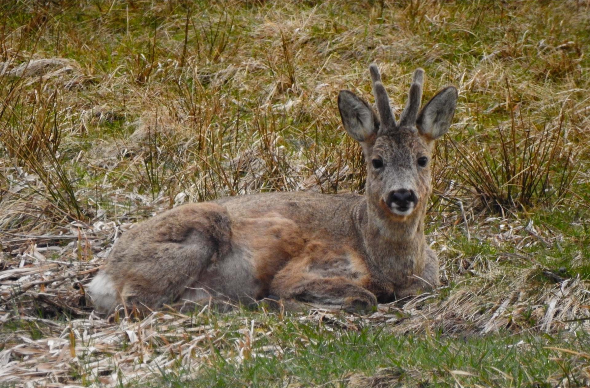 rhoen-rebock_1366_20181218_1956246163