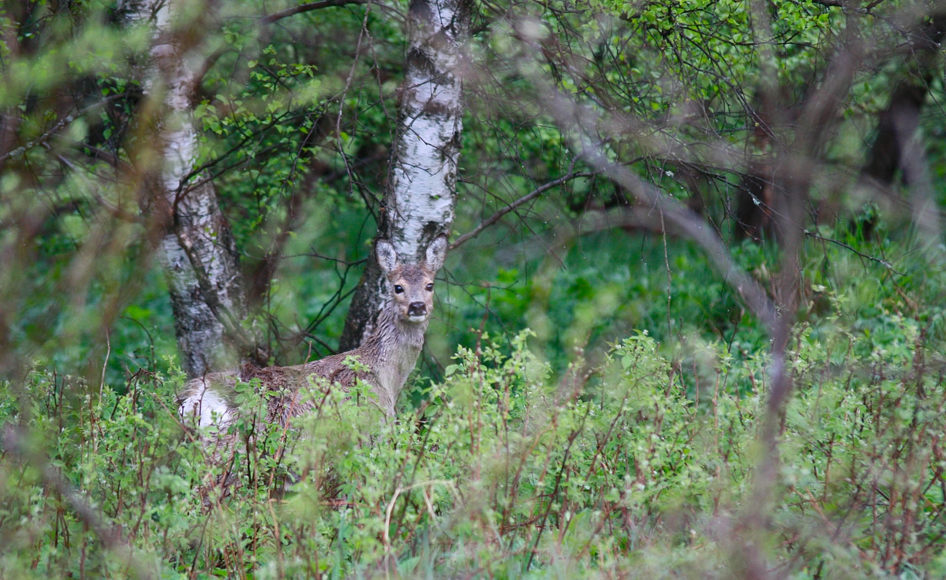 rhoen-reh_0479_20181218_1967254740