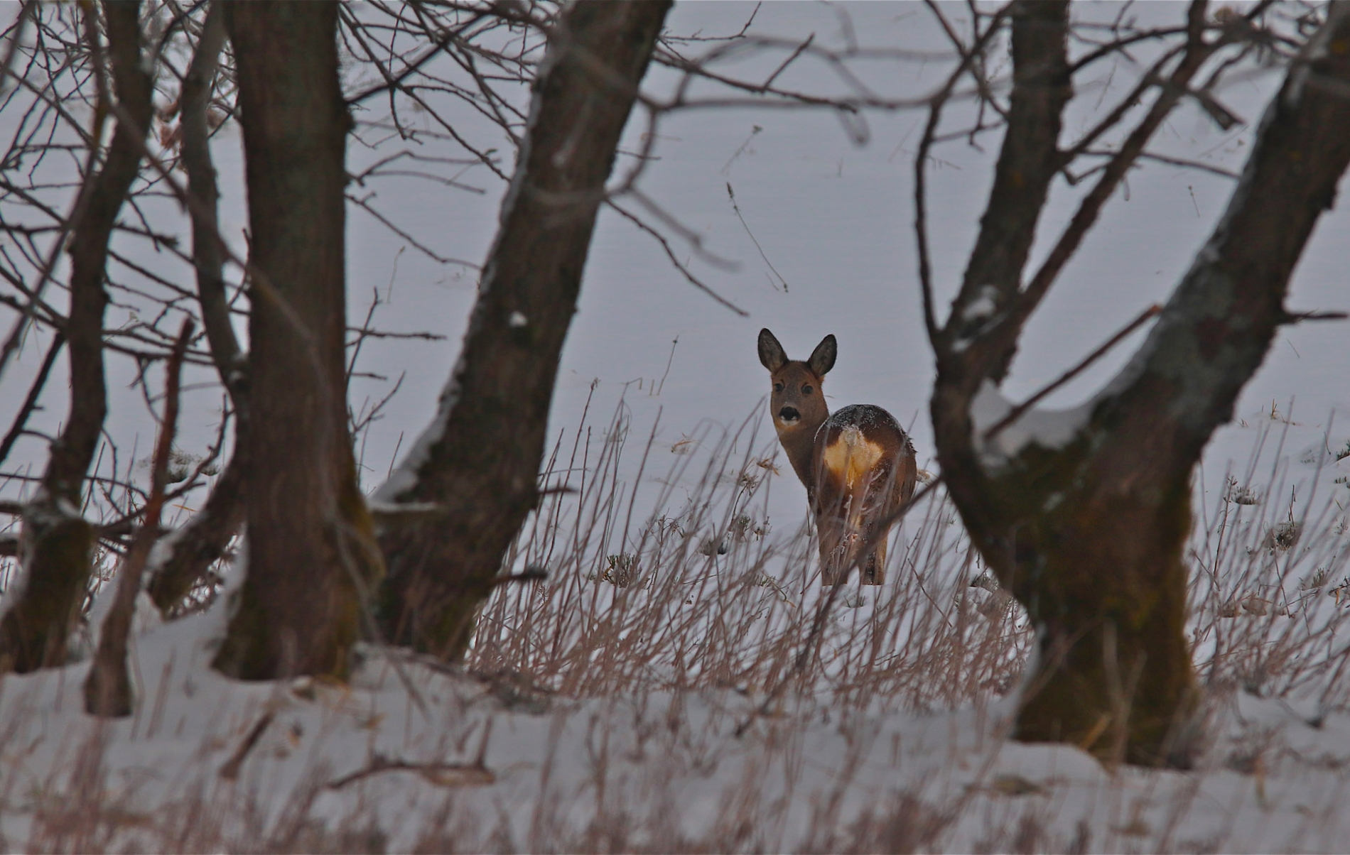 rhoen-reh_2129_20181218_2062628631